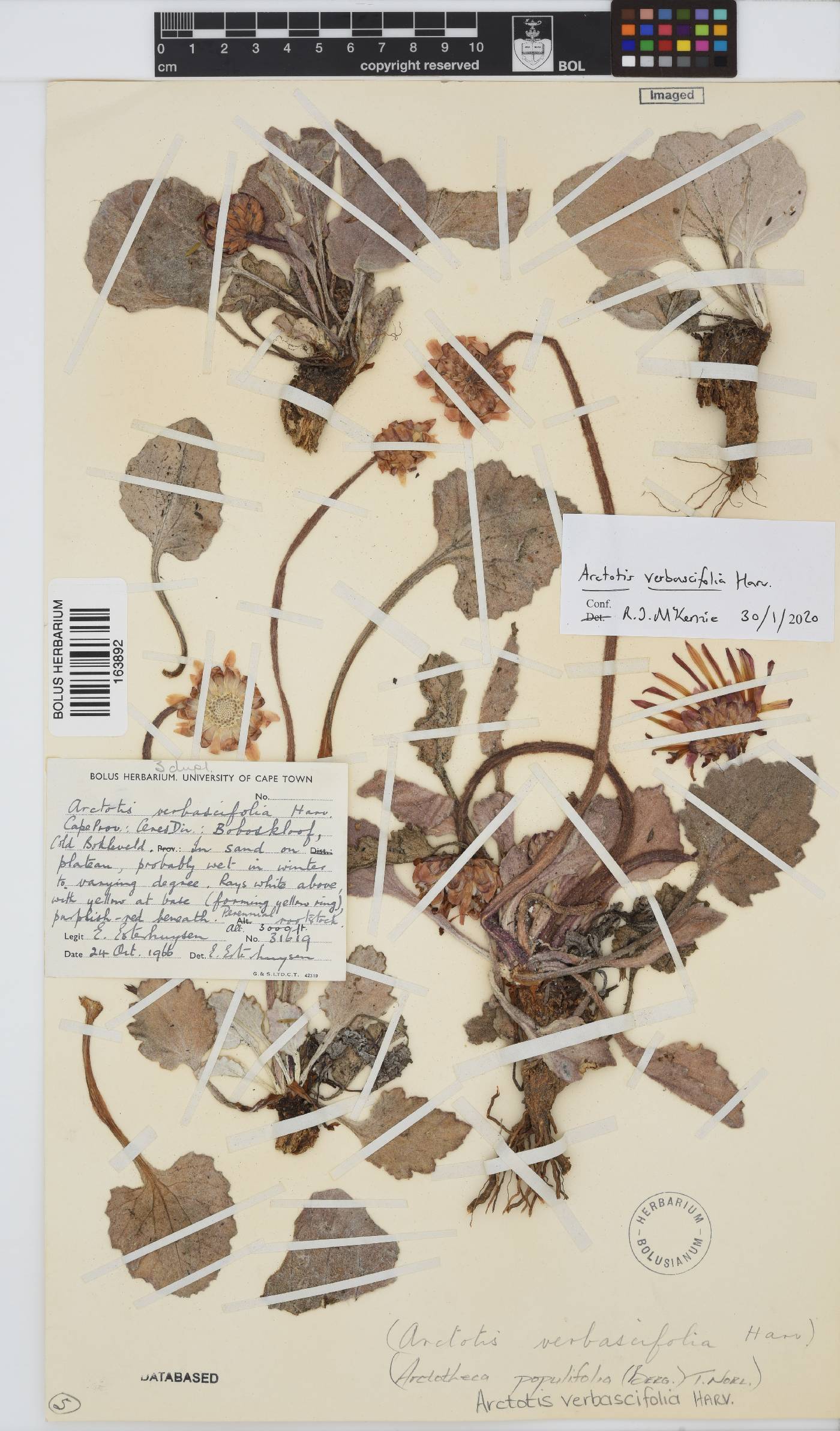 Arctotis verbascifolia image