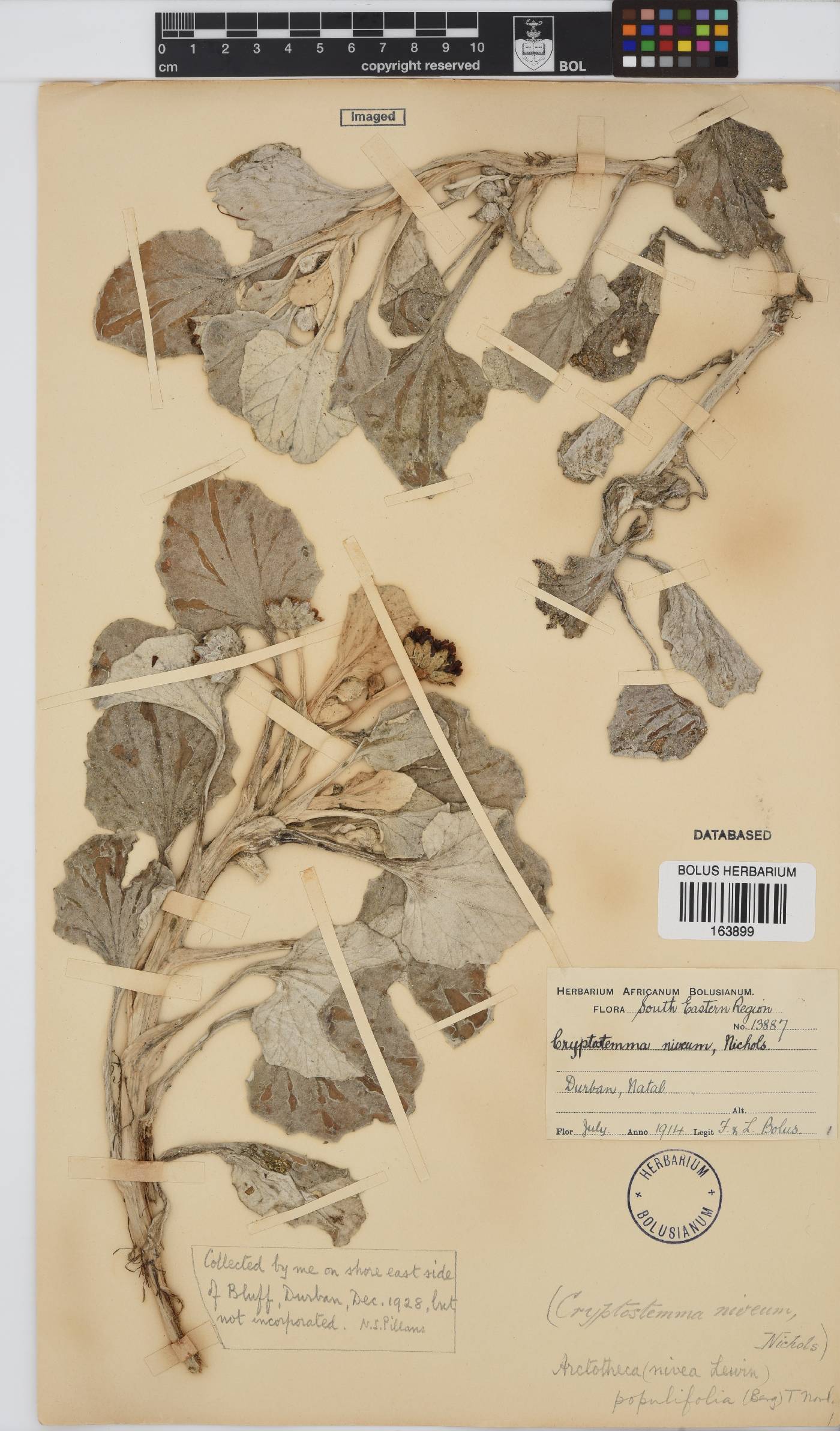 Arctotheca populifolia image