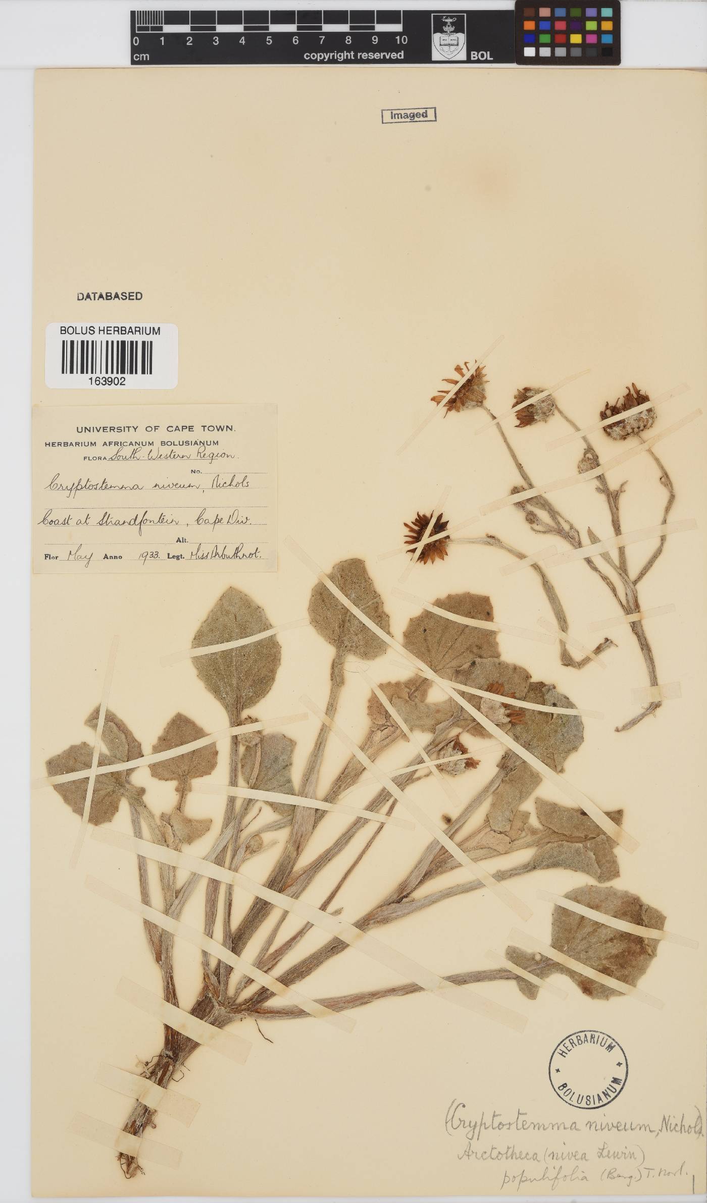 Arctotheca populifolia image