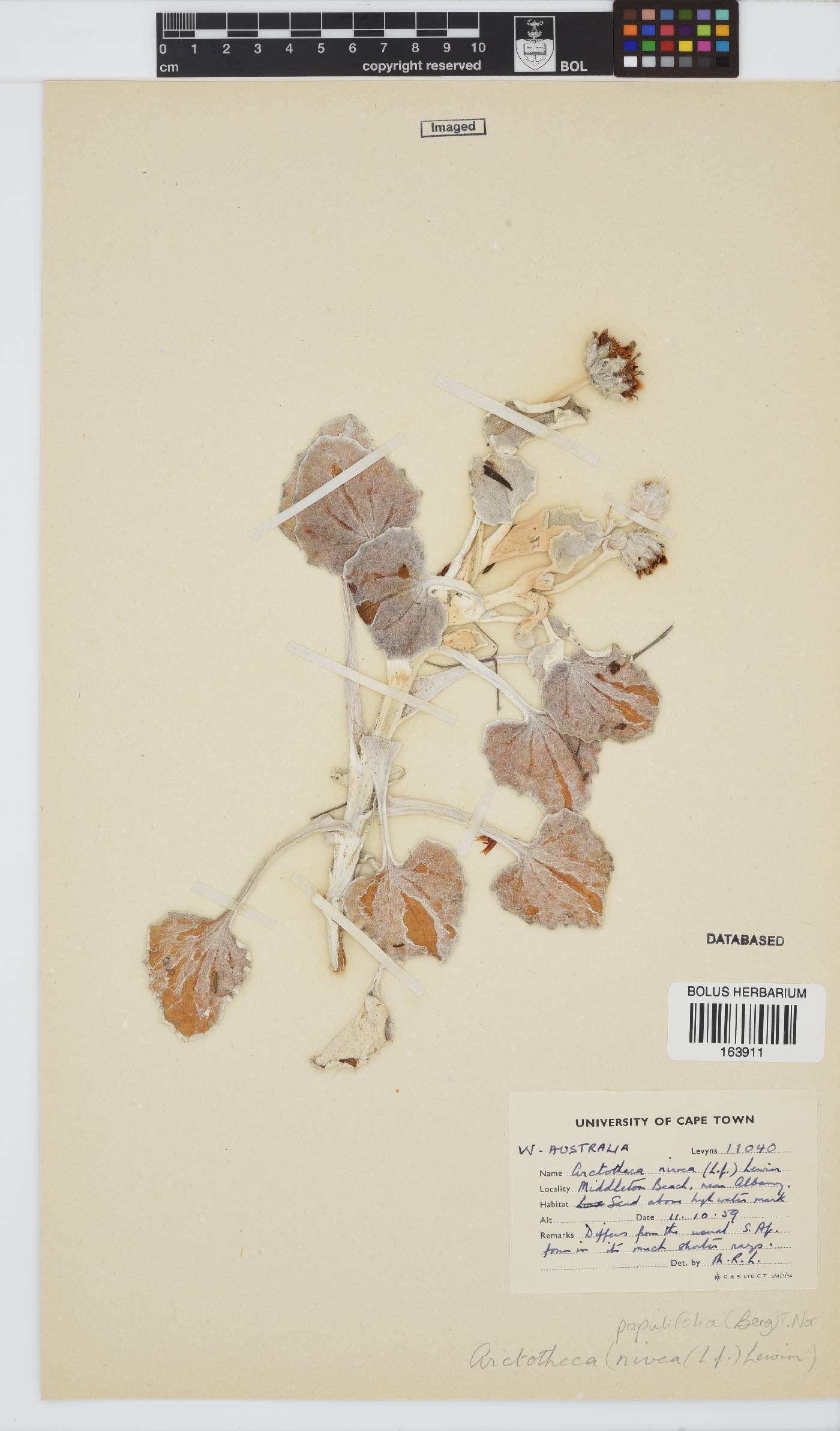 Arctotheca populifolia image