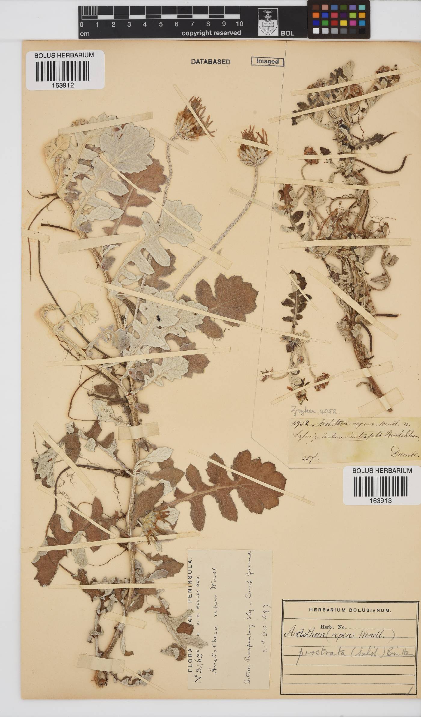 Arctotheca prostrata image