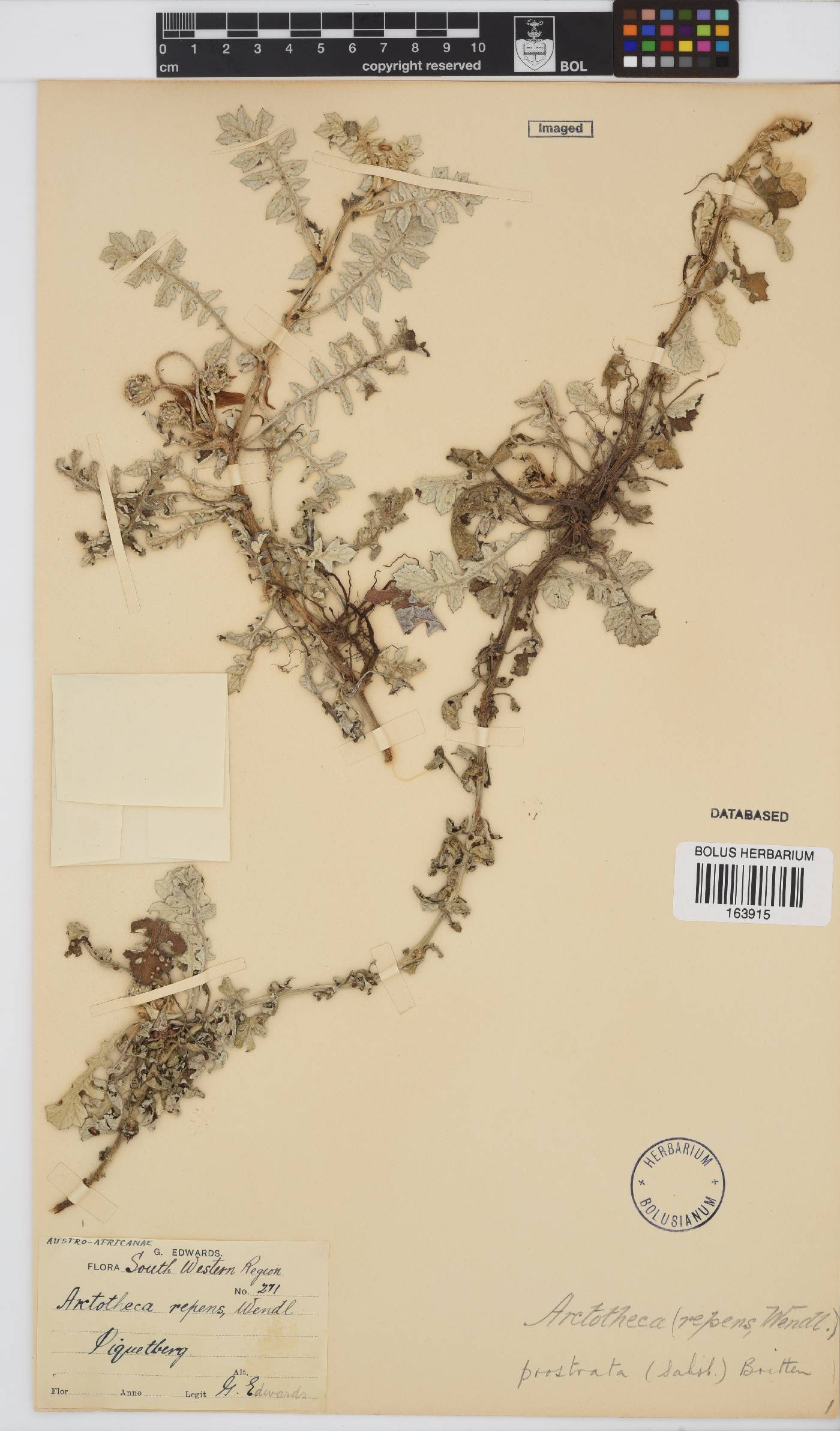 Arctotheca prostrata image
