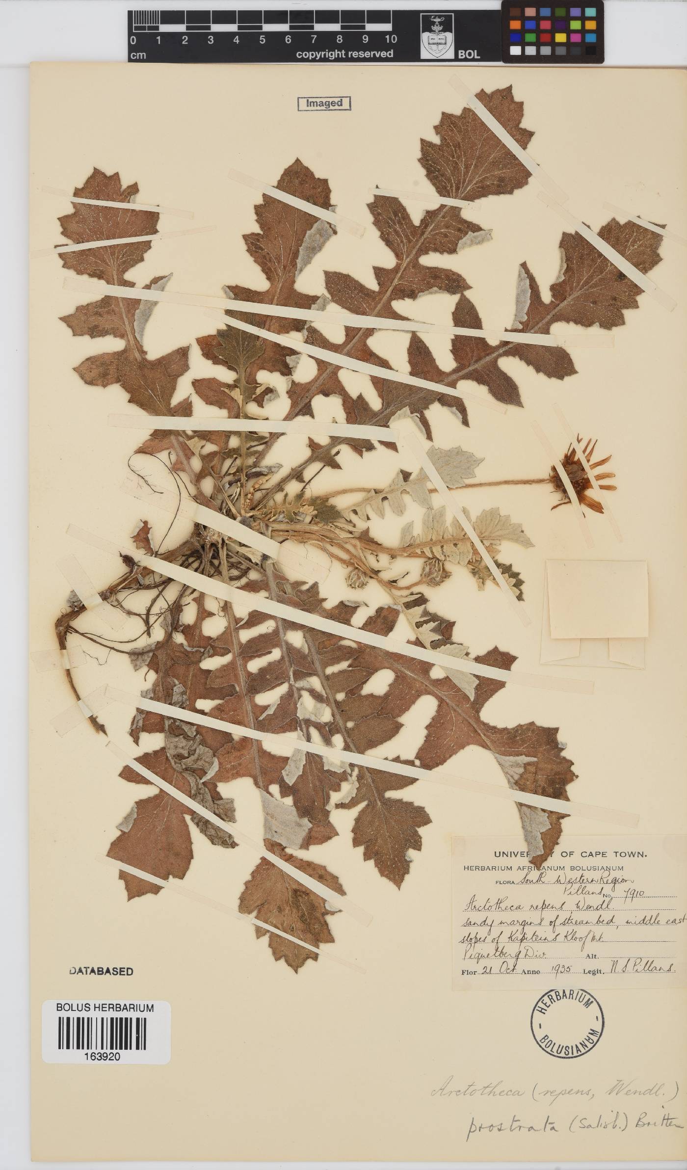 Arctotheca prostrata image