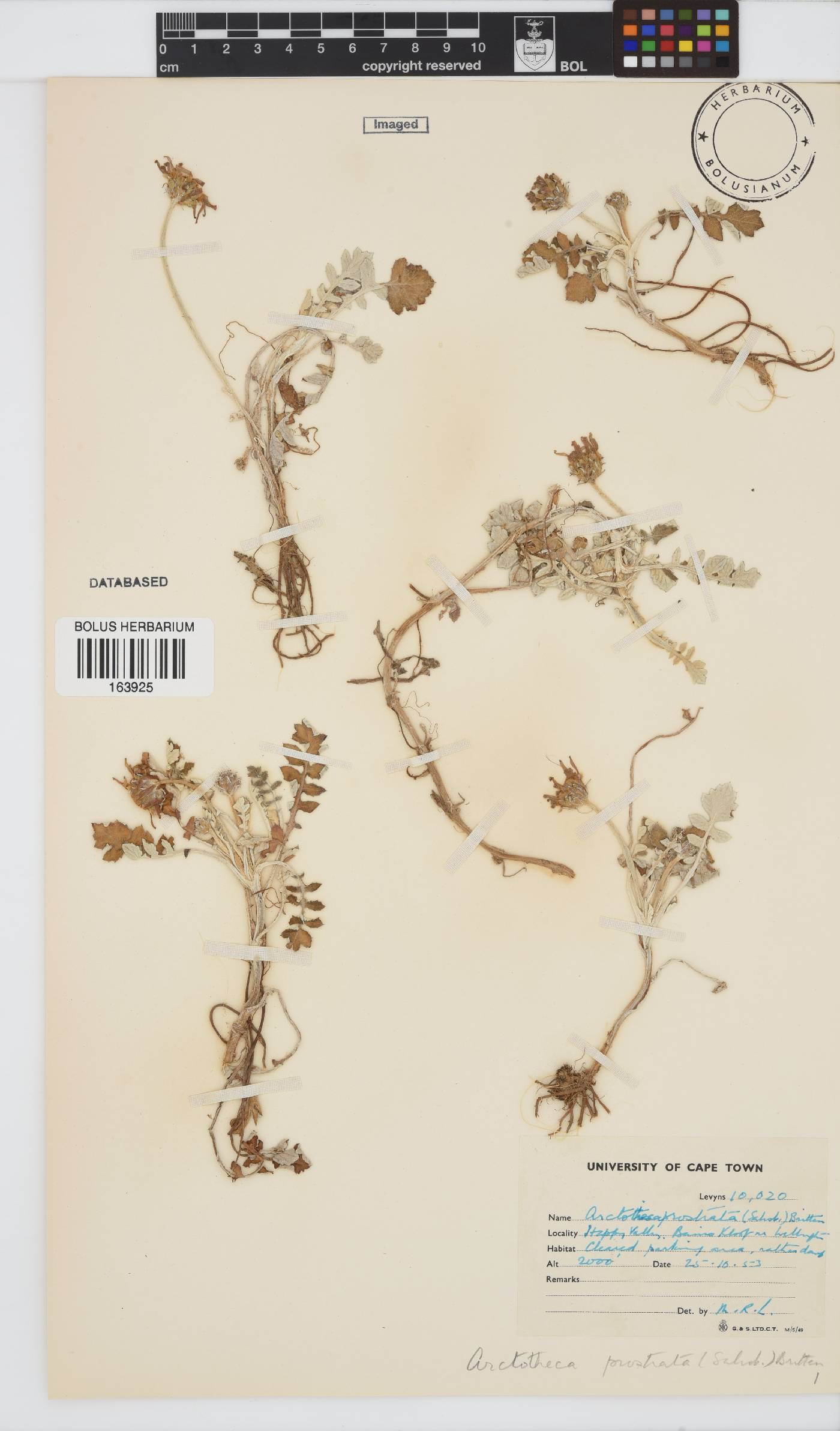 Arctotheca prostrata image