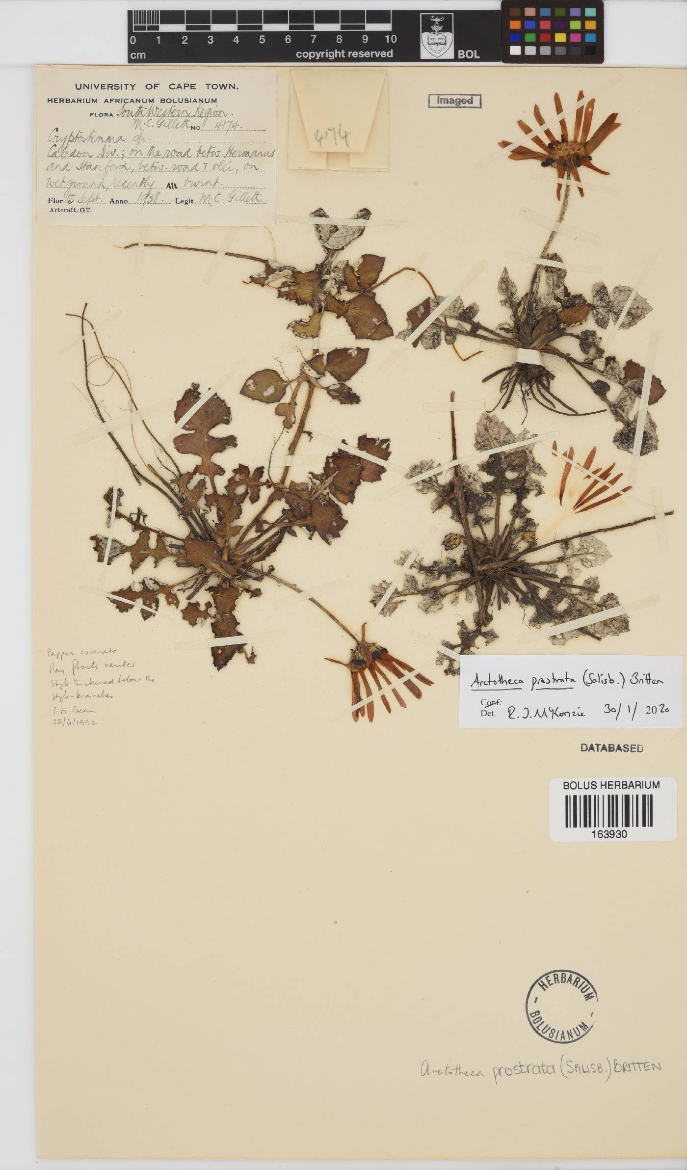 Arctotheca prostrata image