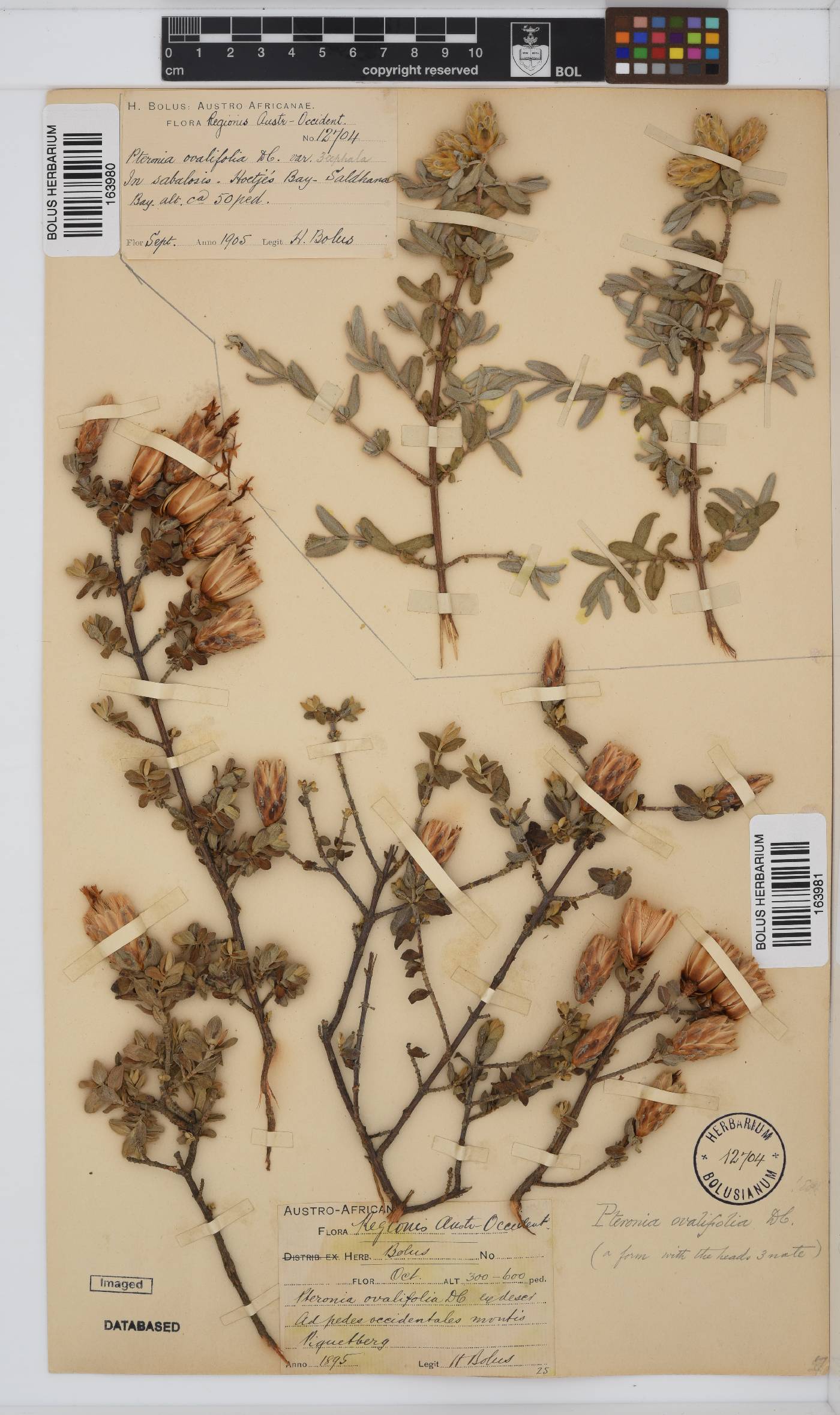 Pteronia ovalifolia image