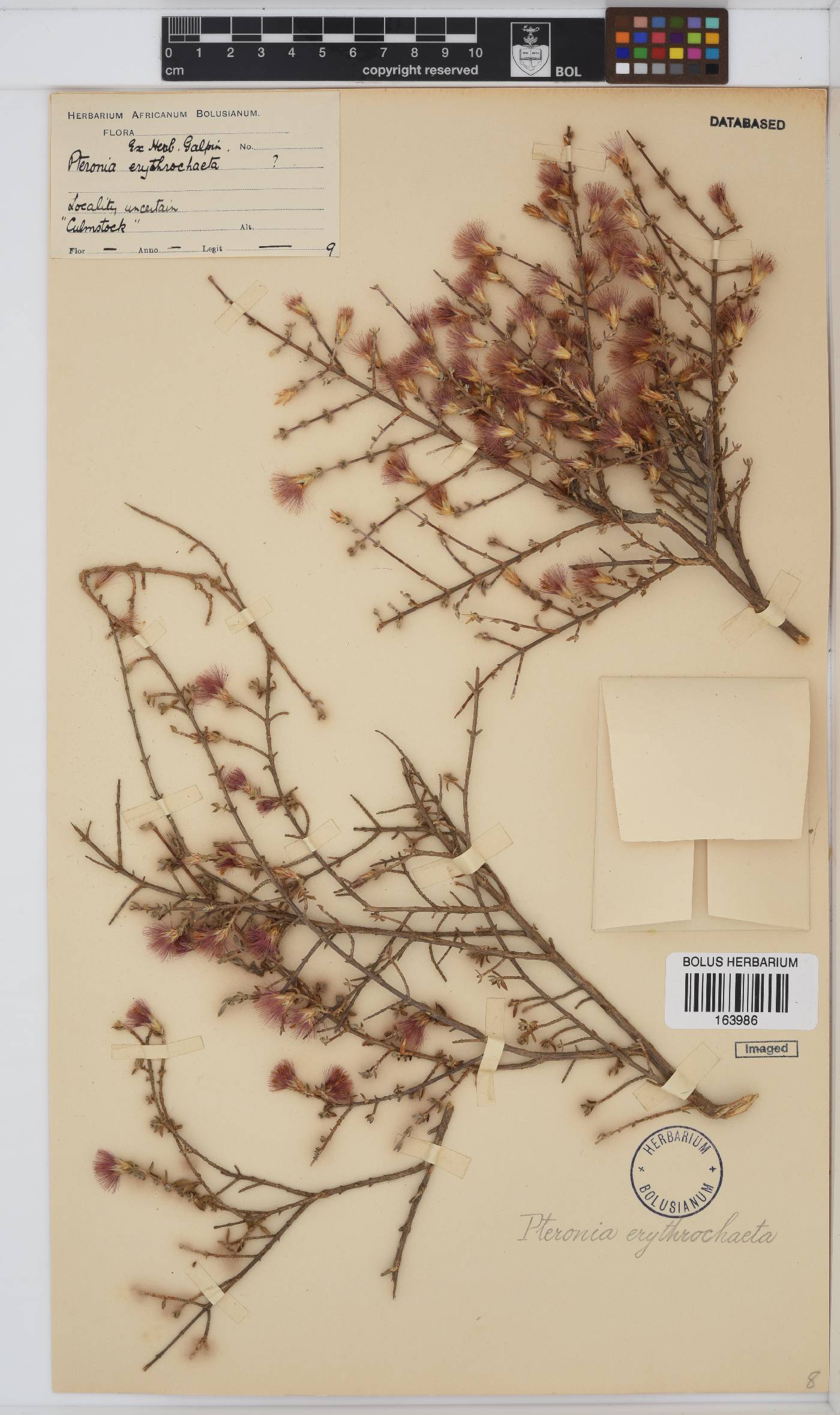 Pteronia erythrochaeta image