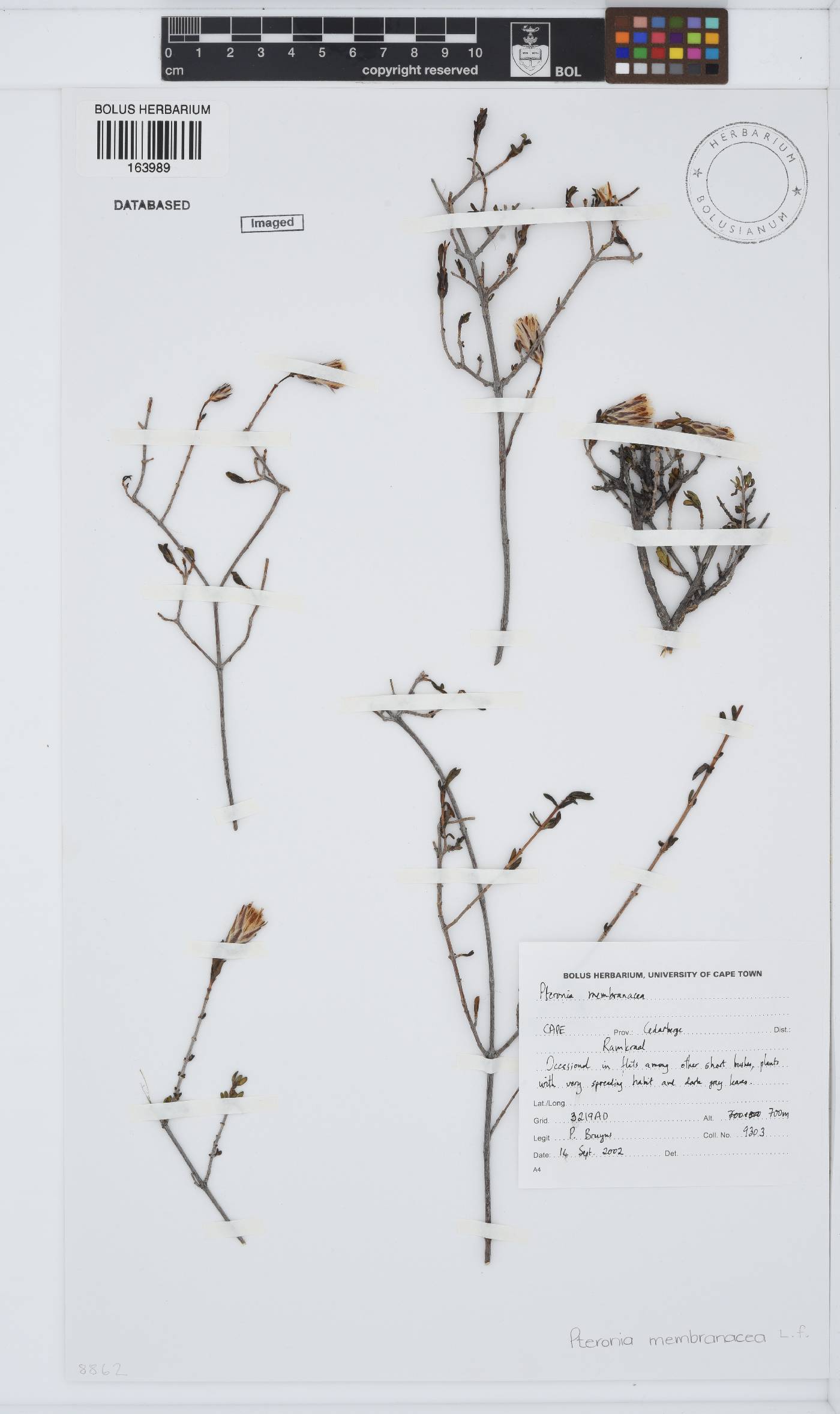 Pteronia membranacea image