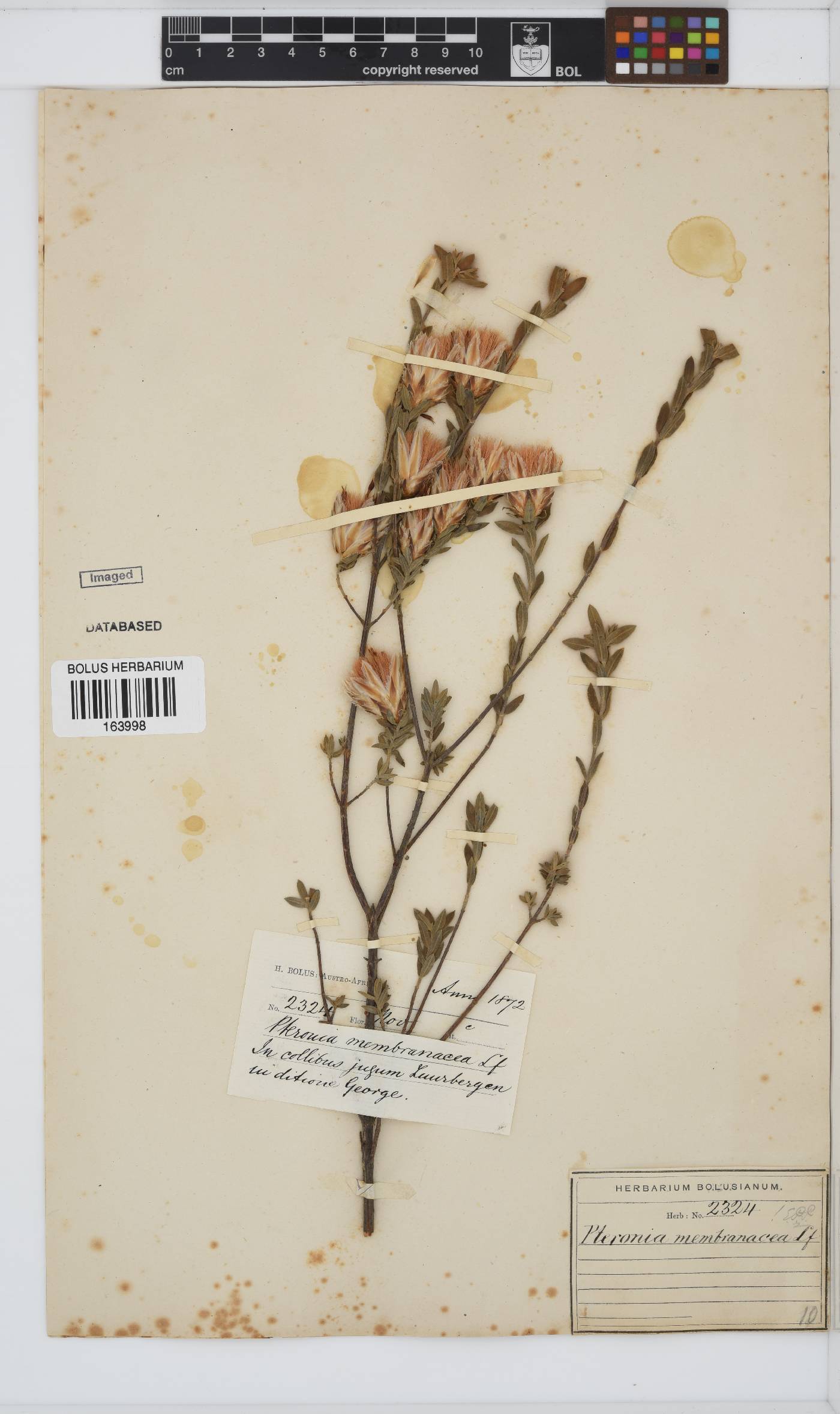 Pteronia membranacea image