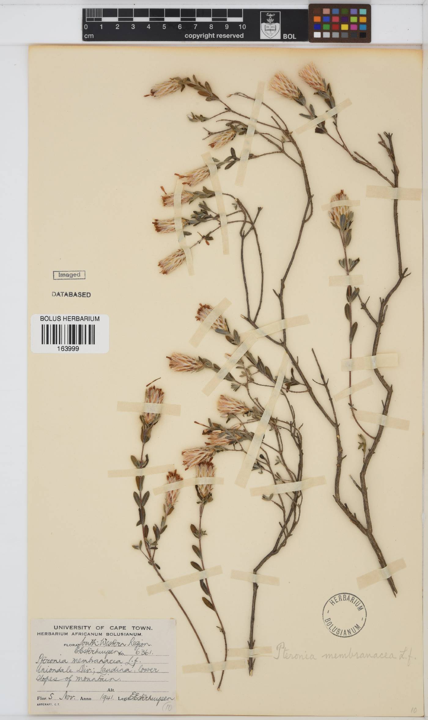 Pteronia membranacea image