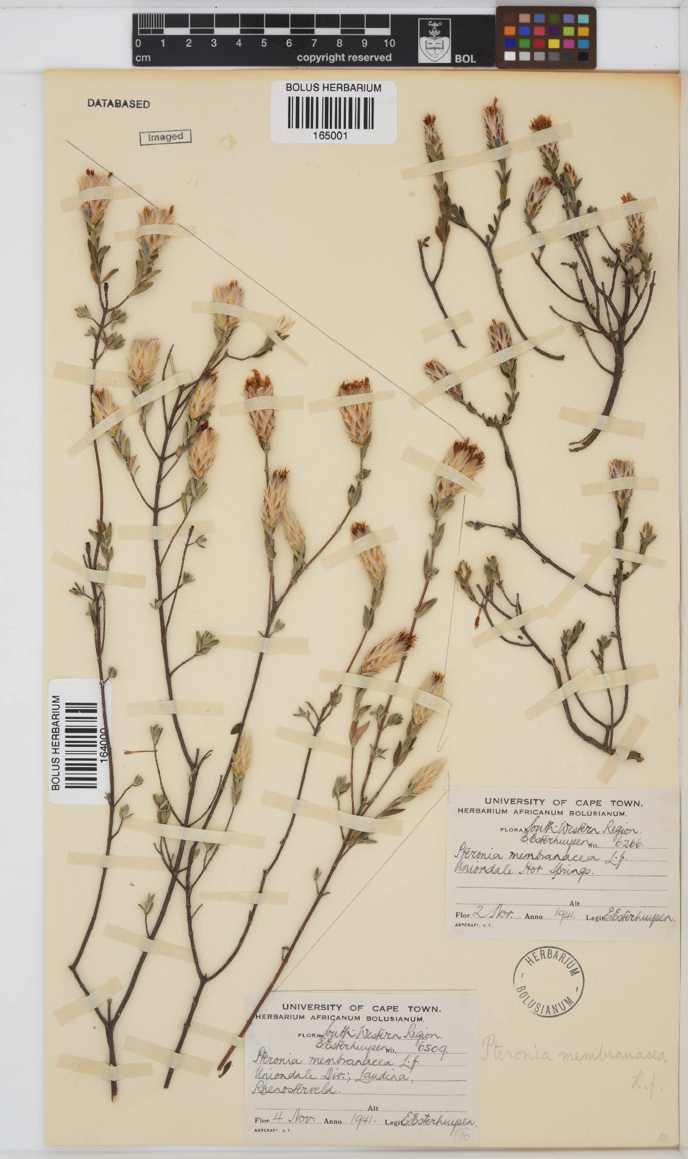 Pteronia membranacea image