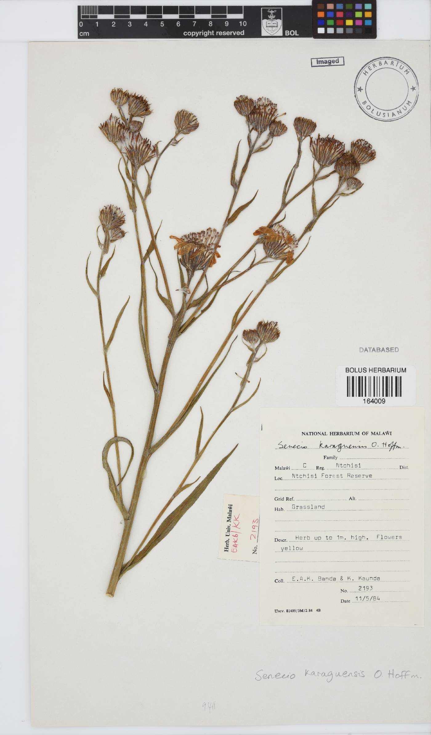 Senecio karaguensis image