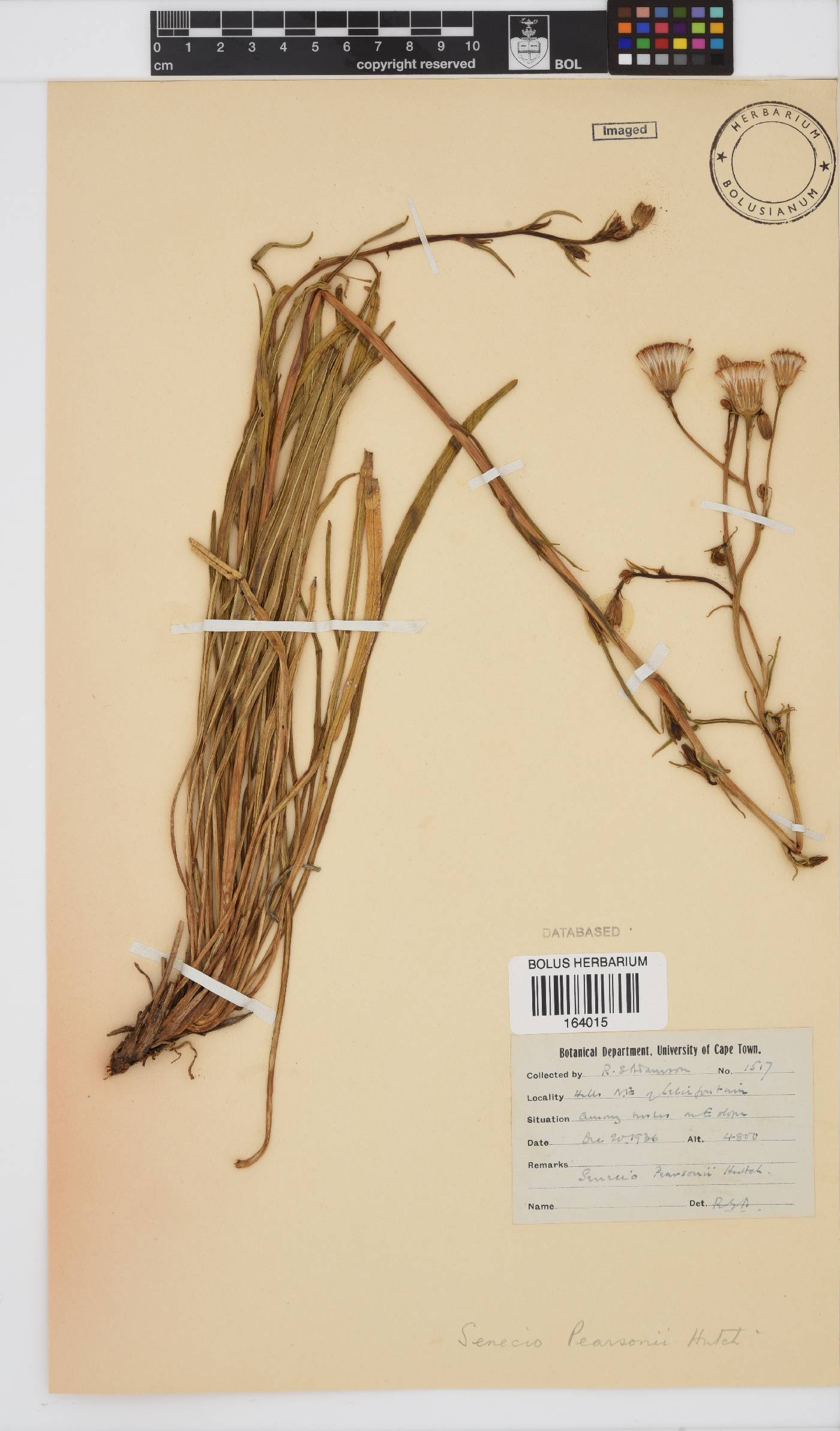 Senecio asperulus image