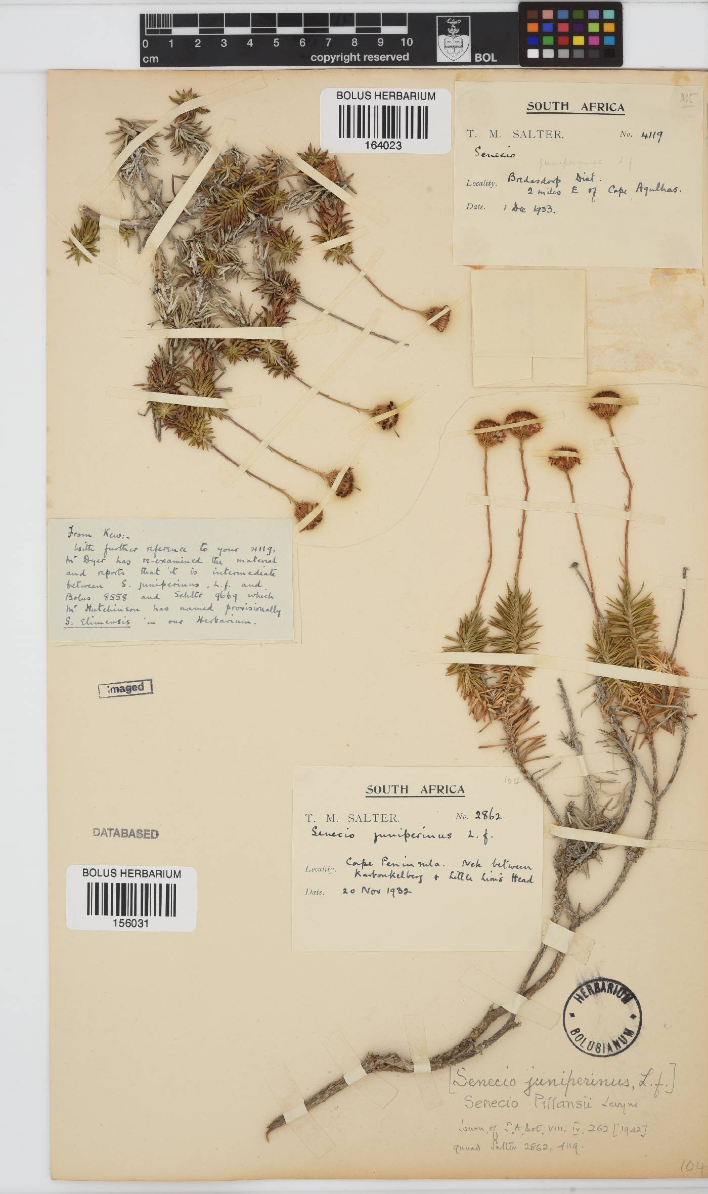 Senecio pillansii image