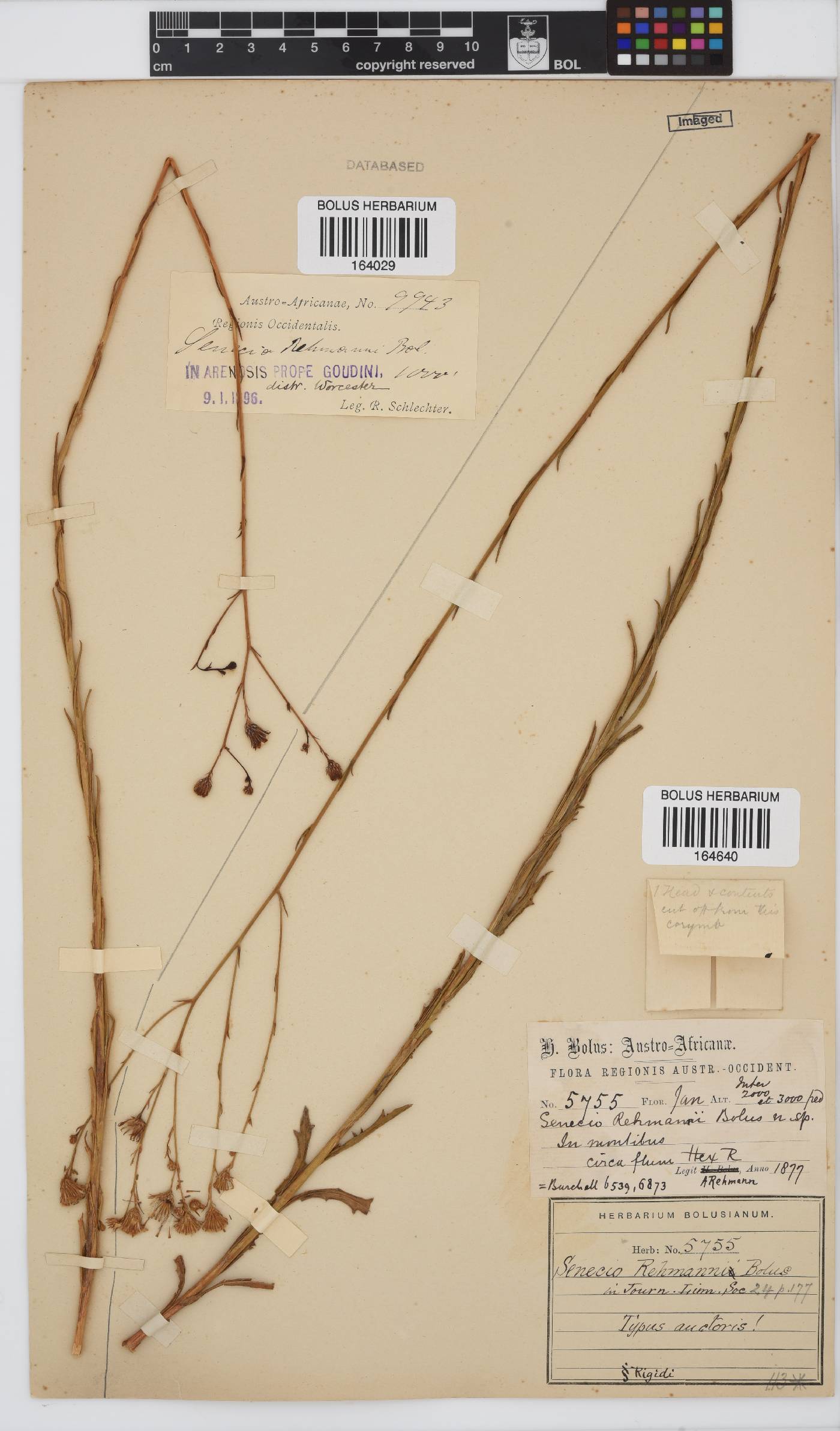 Senecio rehmannii image