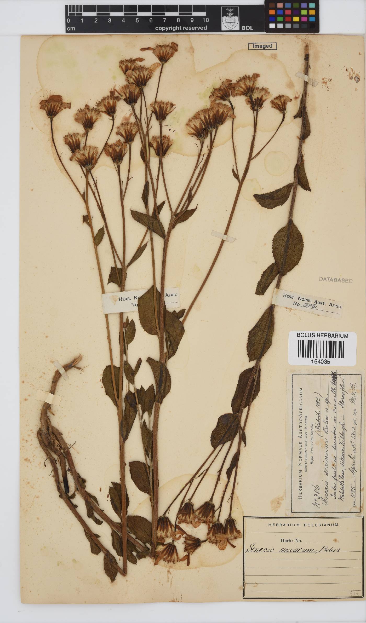 Senecio sociorum image
