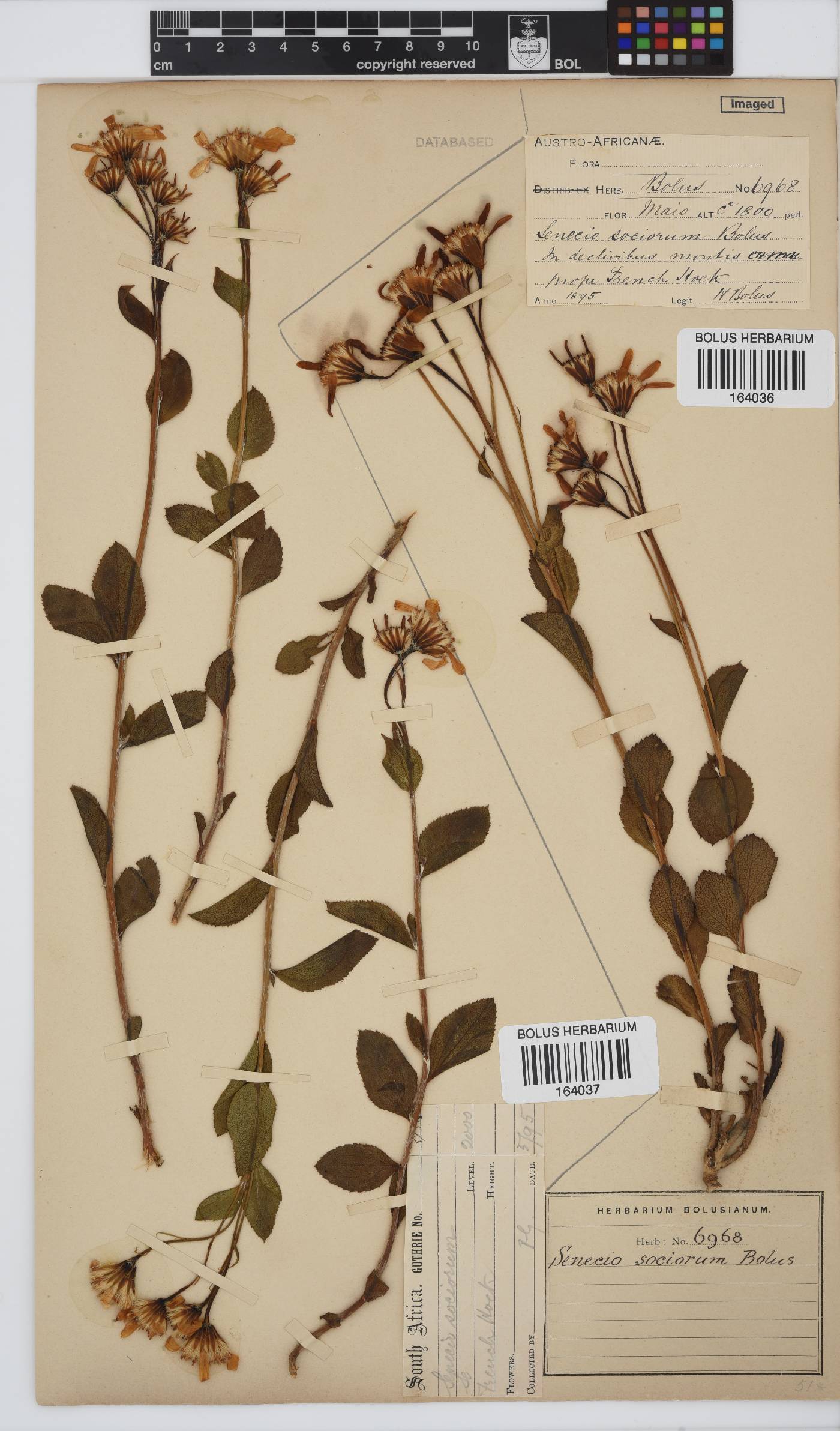 Senecio sociorum image