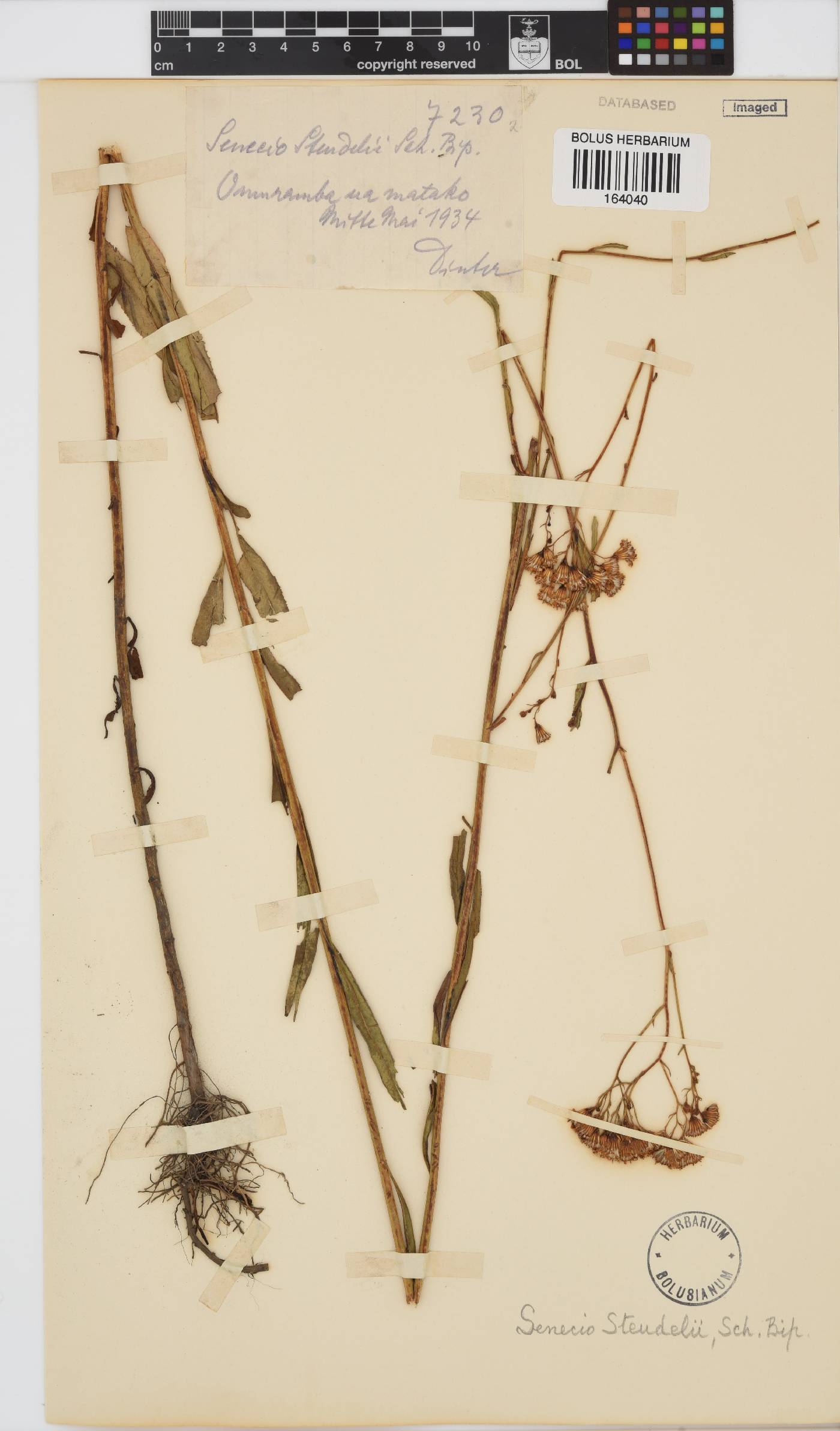 Senecio steudelii image