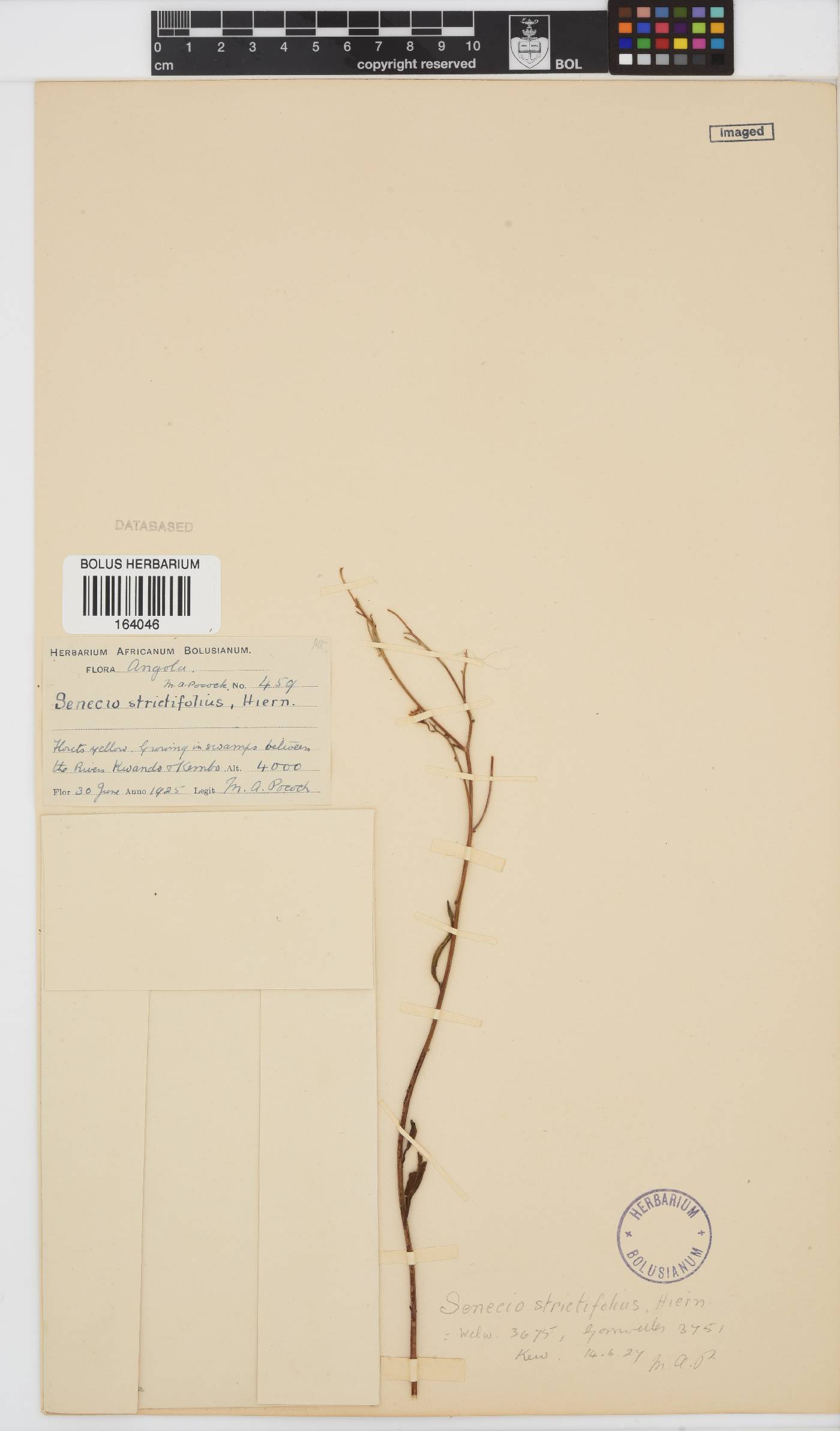 Senecio strictifolius image