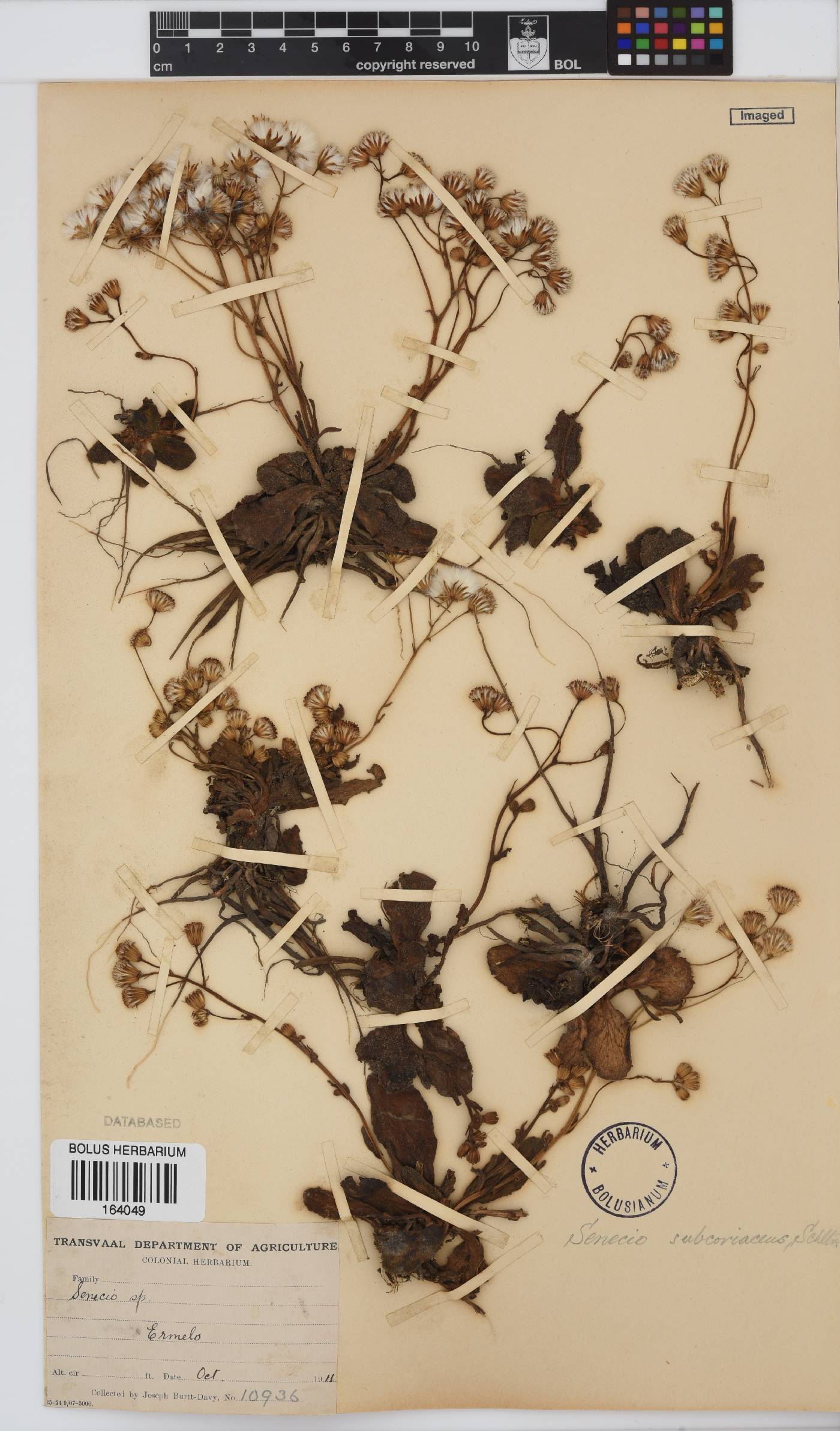Senecio subcoriaceus image