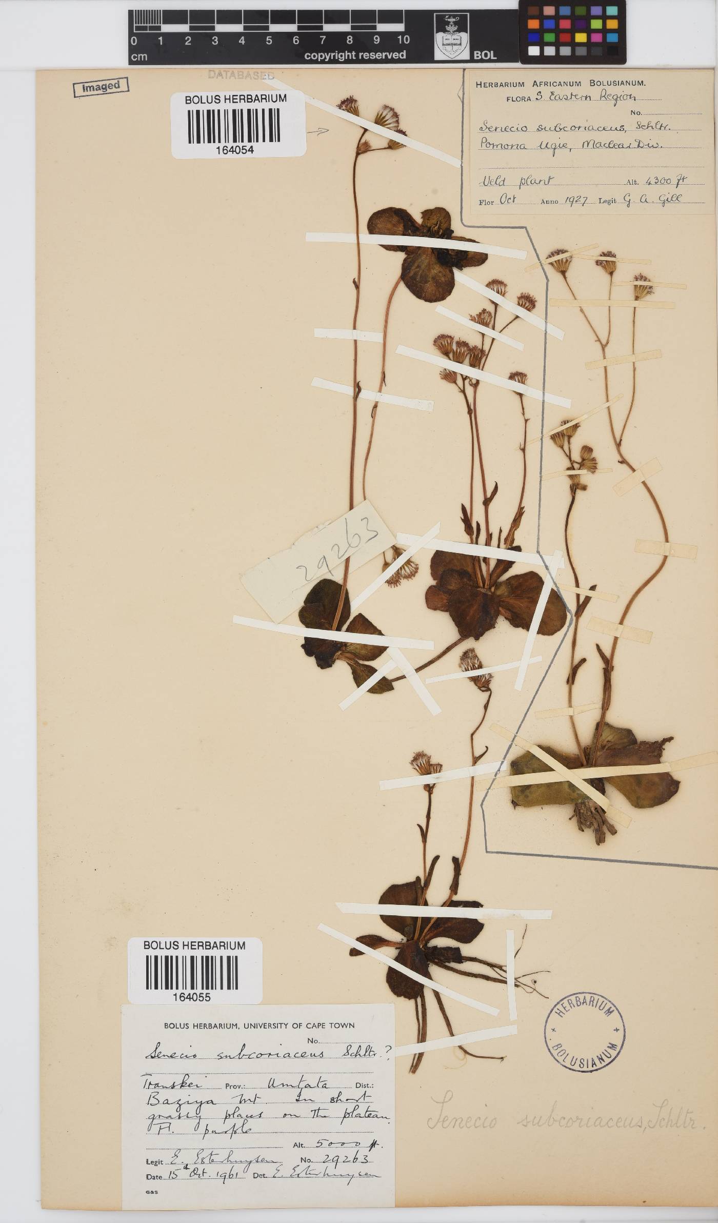 Senecio subcoriaceus image