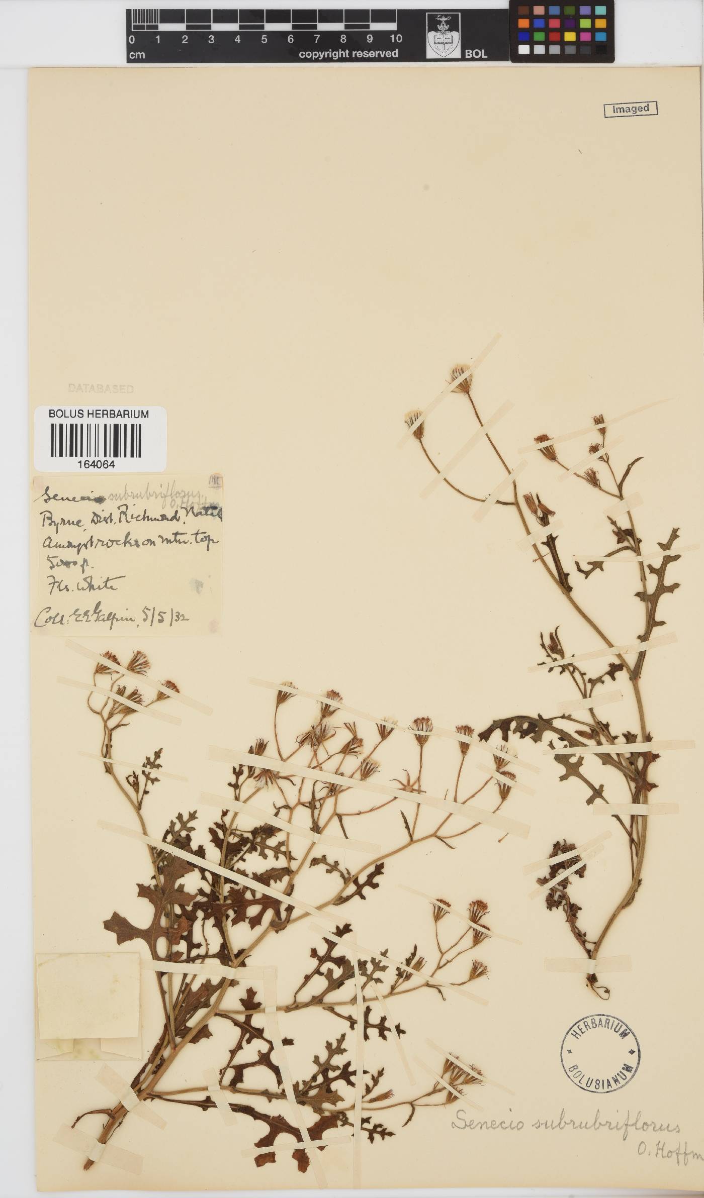 Senecio subrubriflorus image
