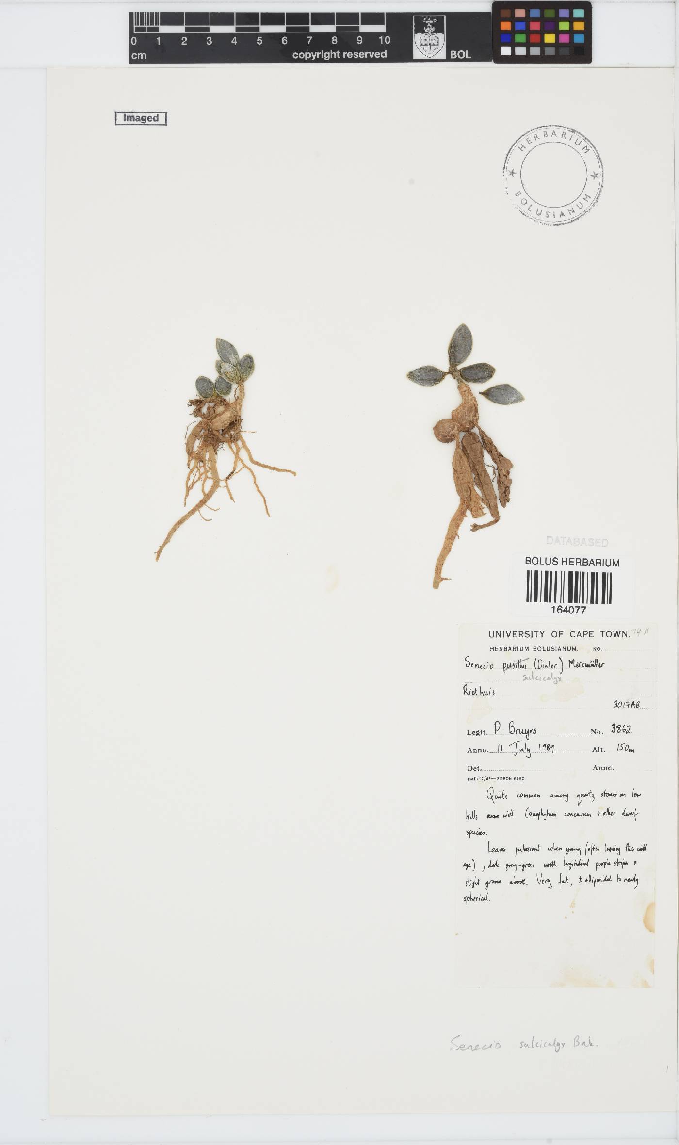 Curio image