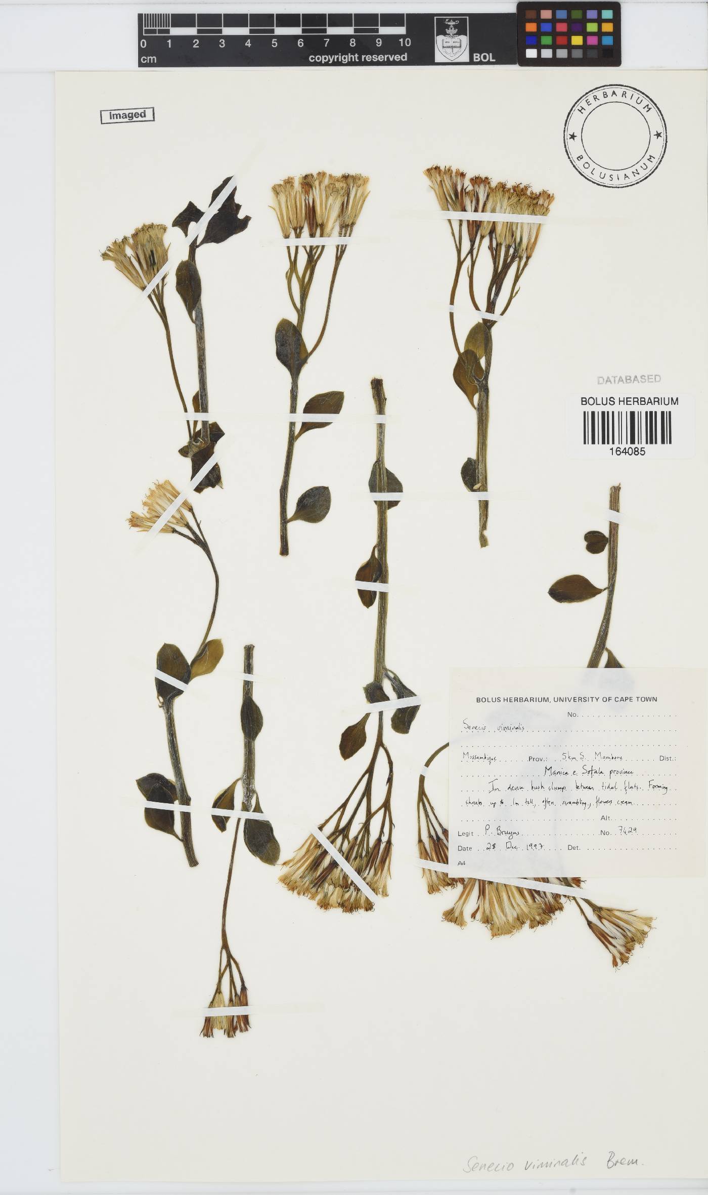 Senecio viminalis image