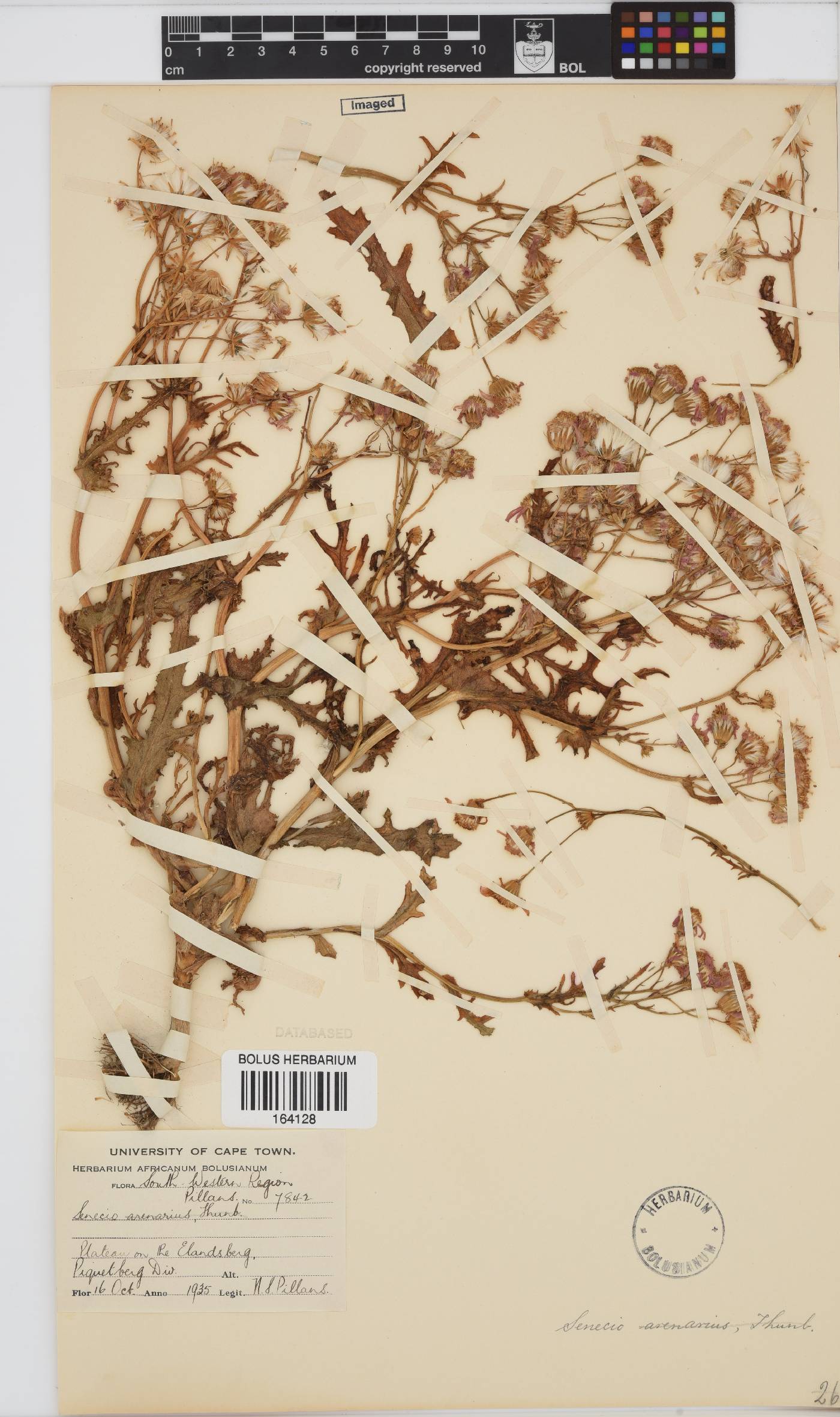 Senecio image
