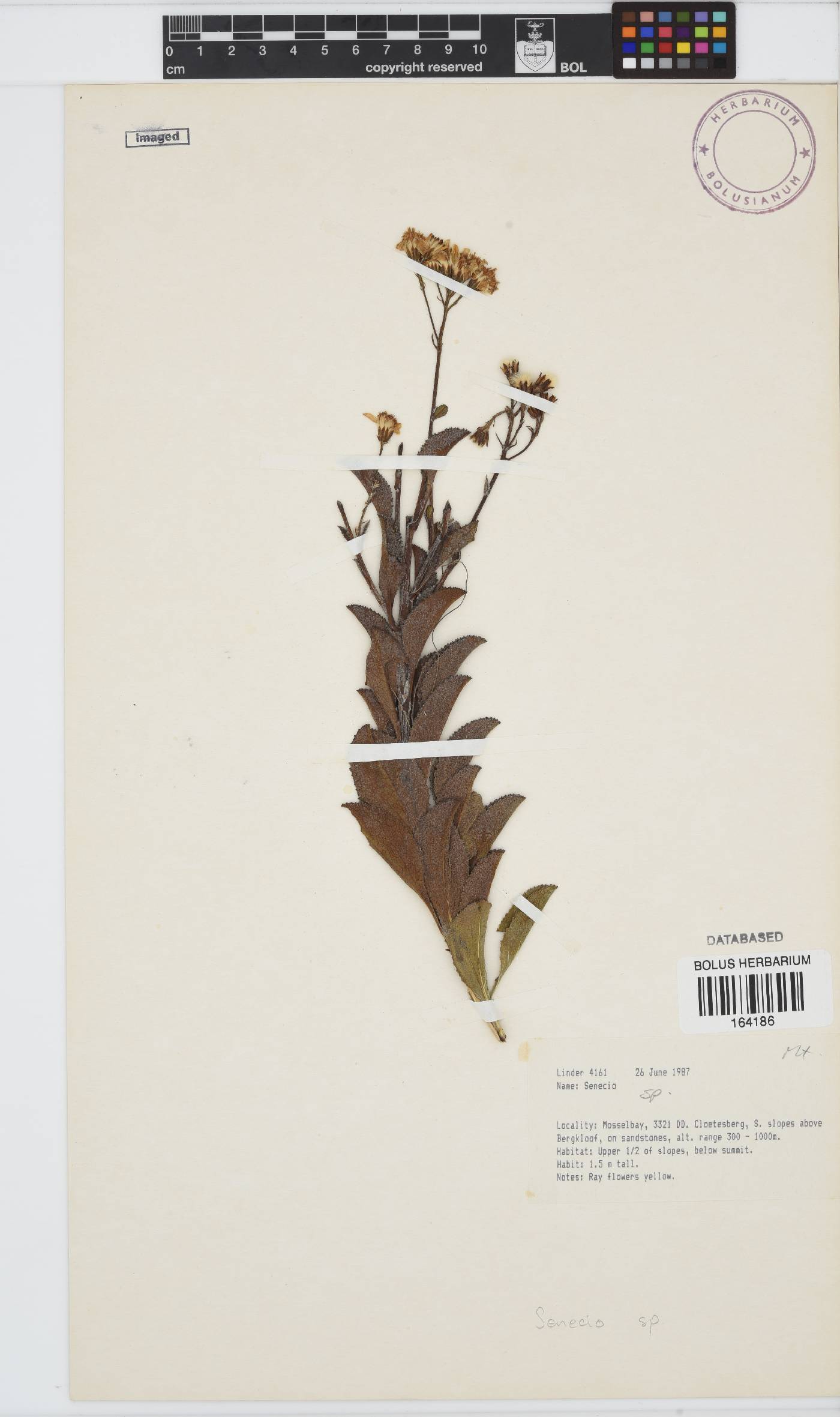 Senecio image