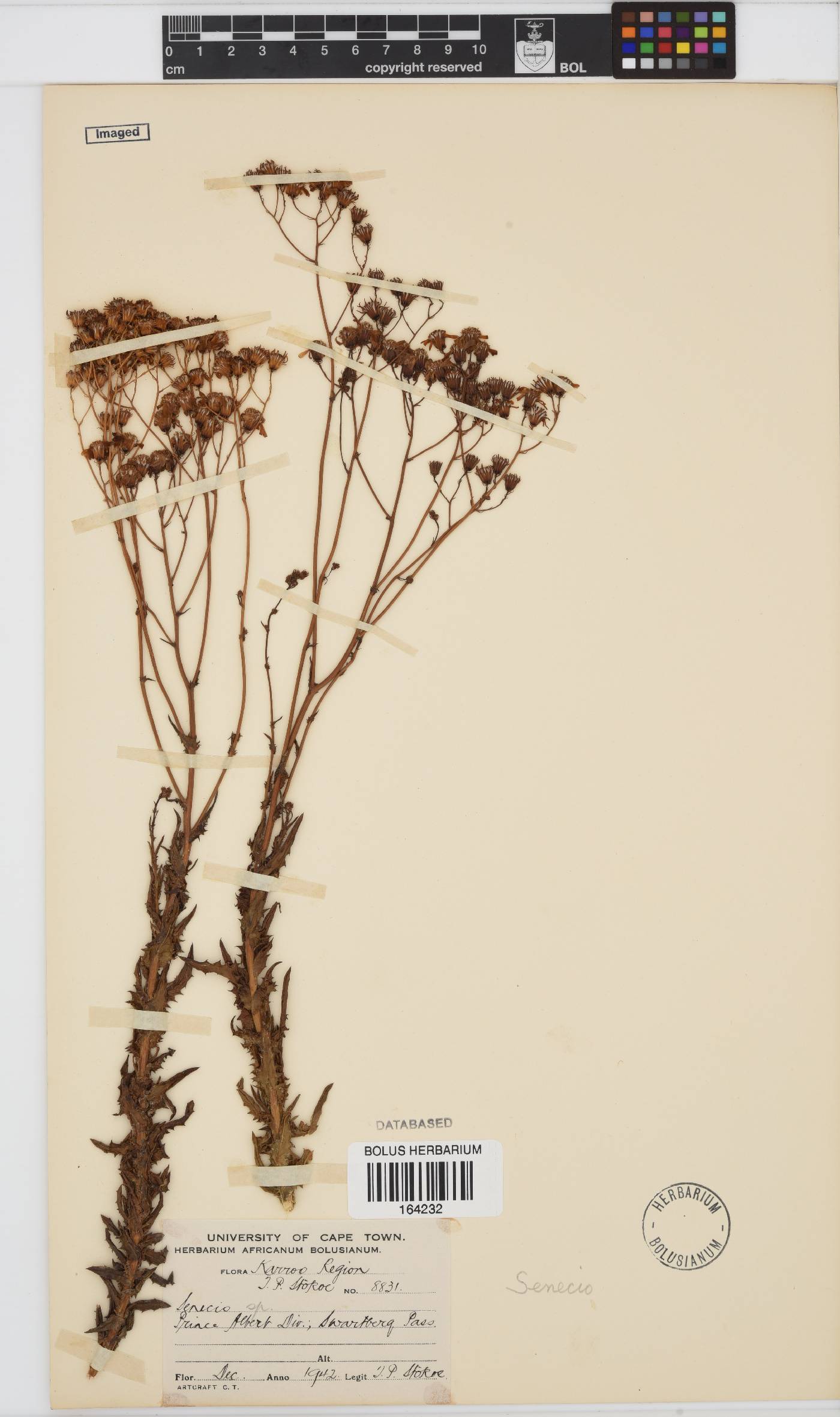 Senecio image
