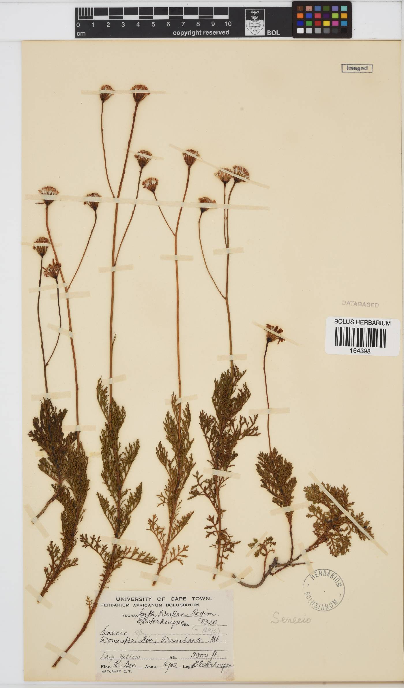 Senecio image