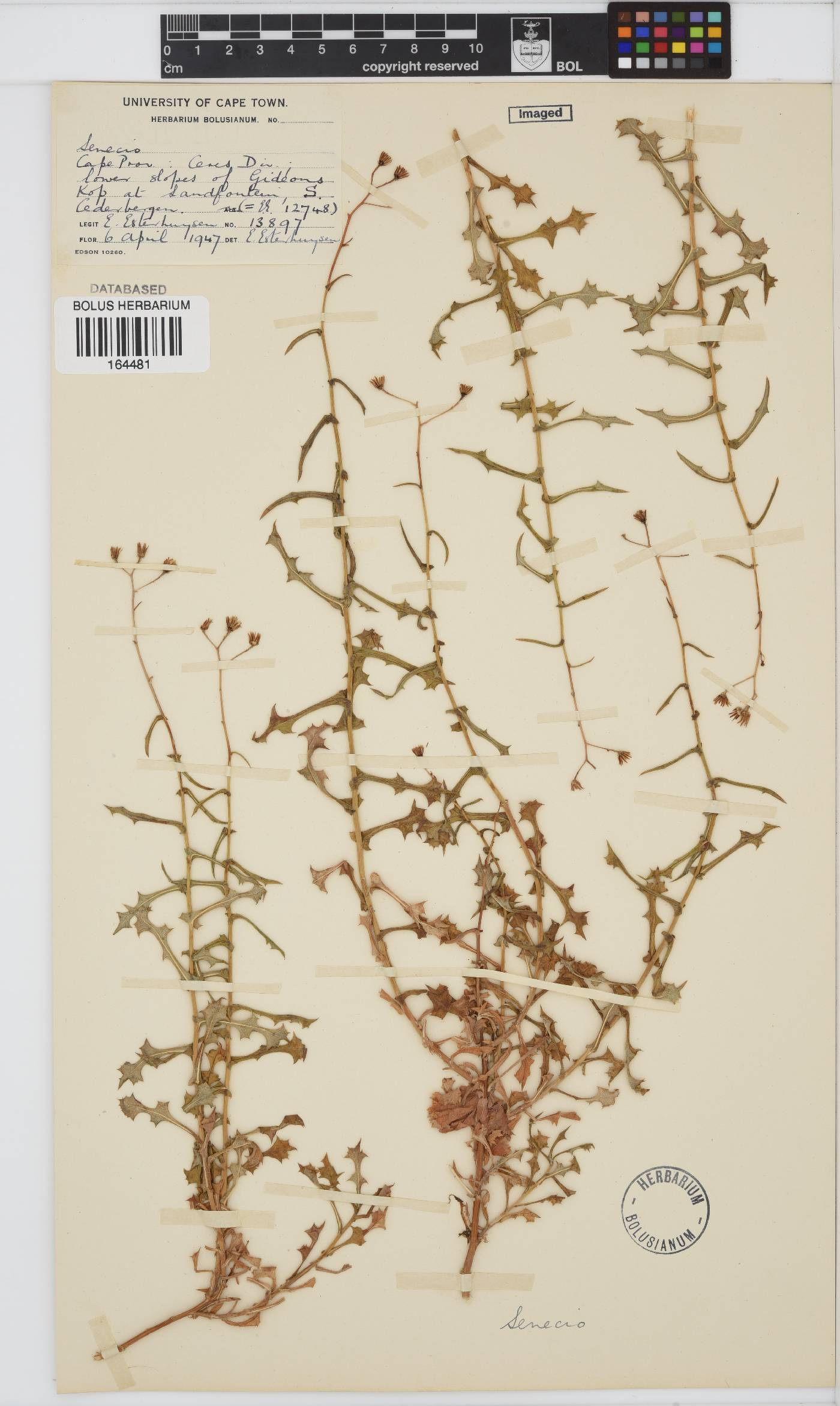 Senecio image