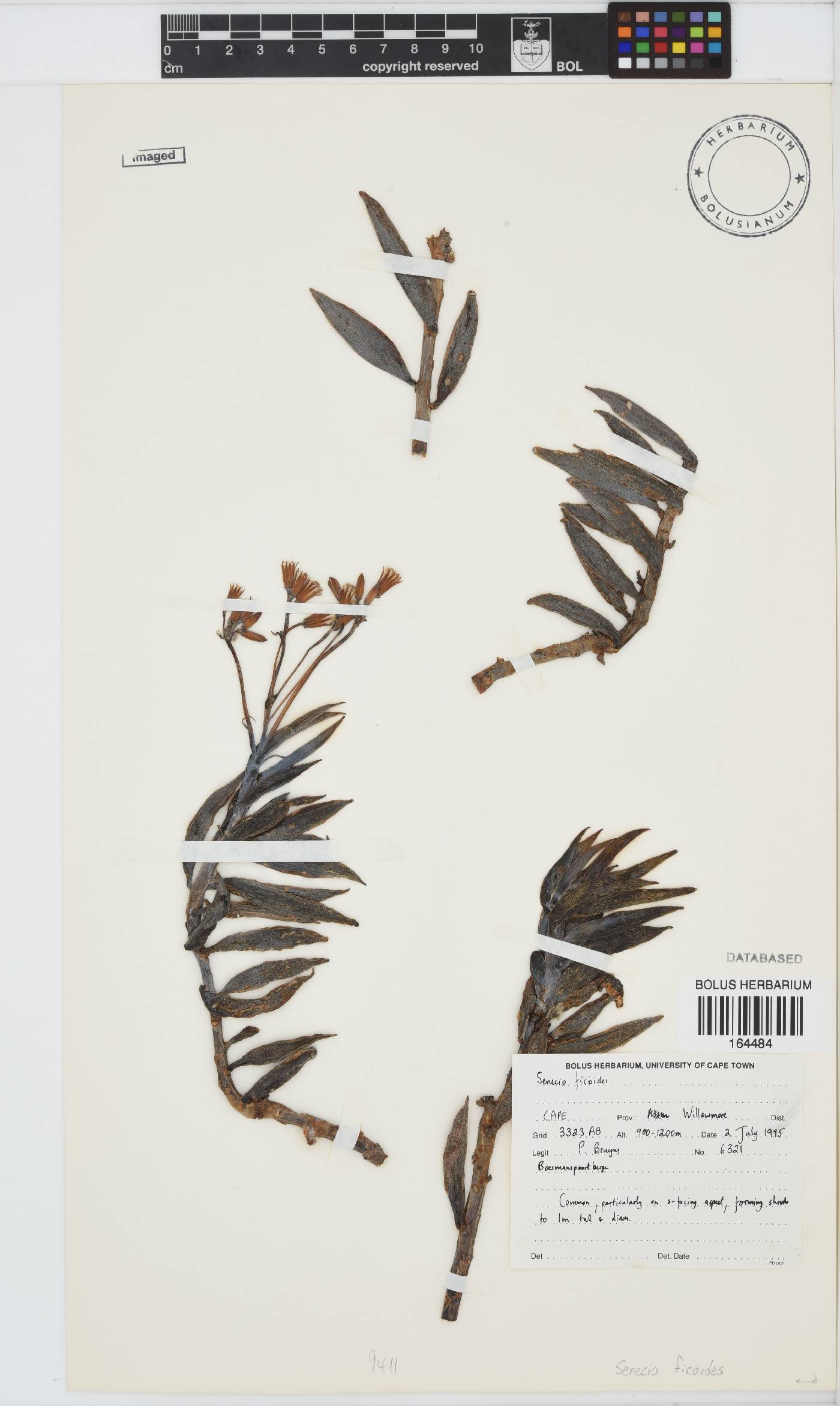 Curio ficoides image