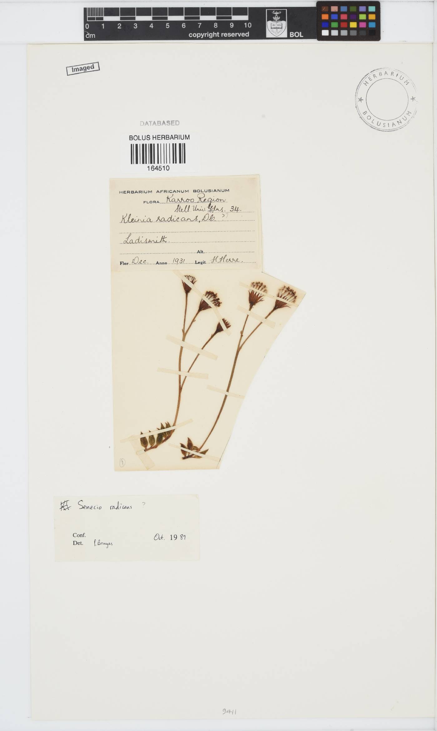 Curio radicans image