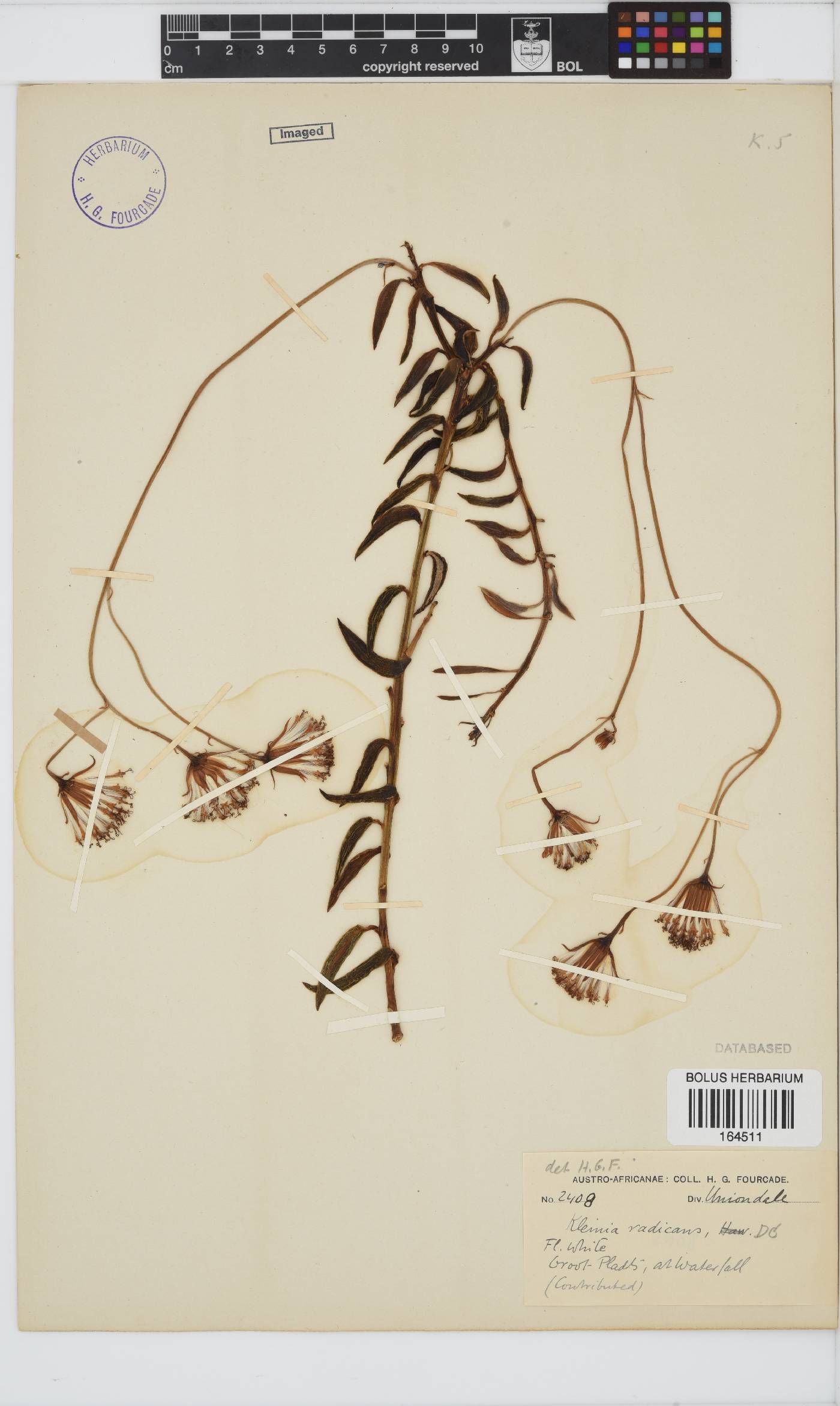 Curio radicans image