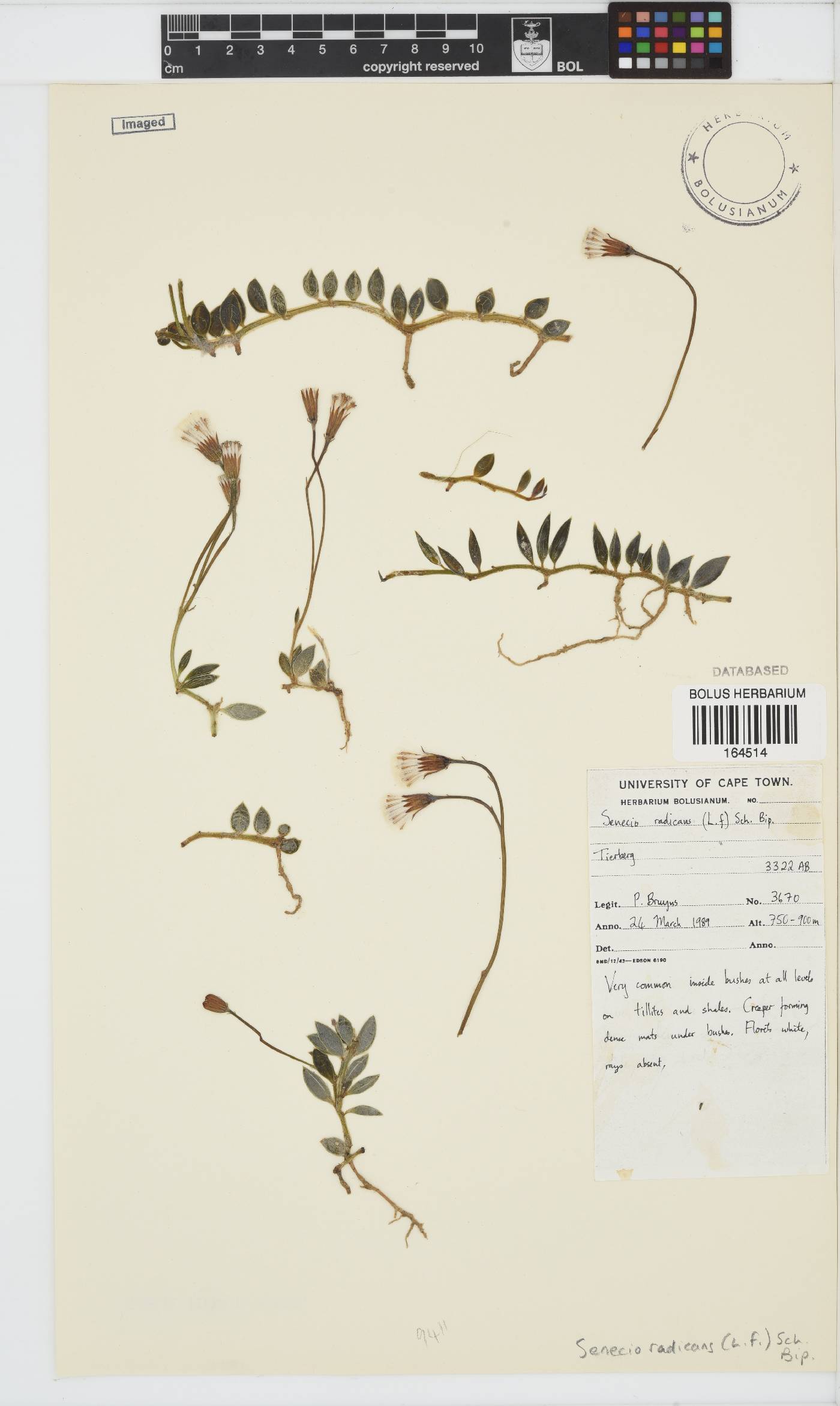 Curio radicans image