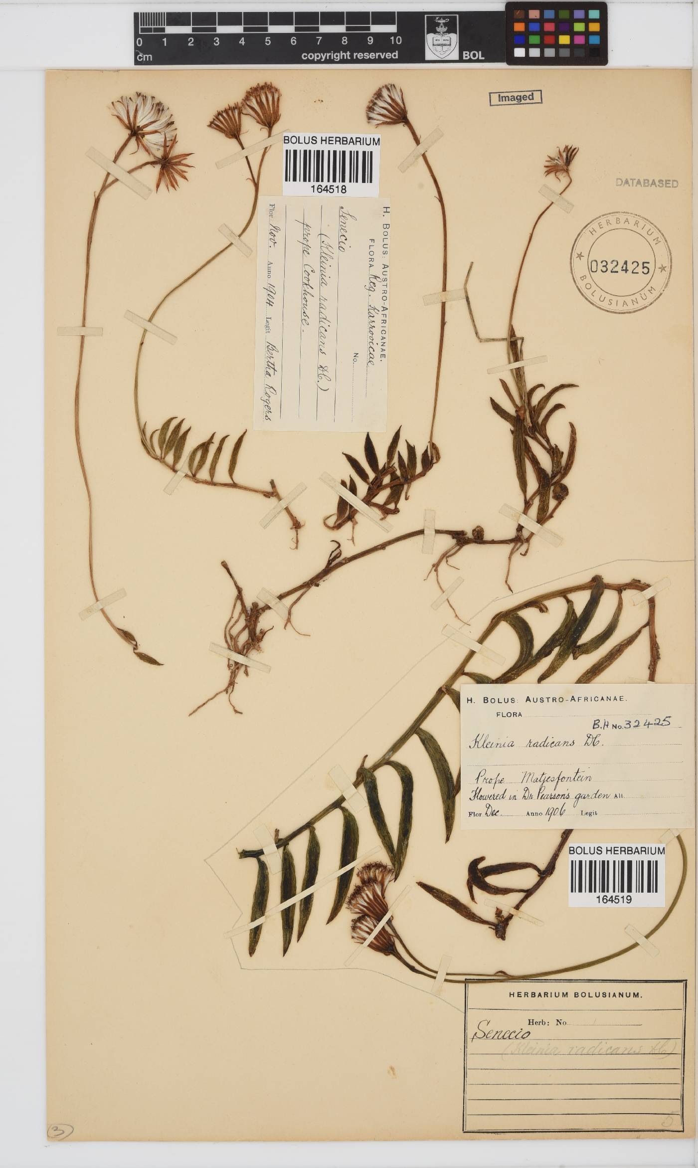 Curio radicans image