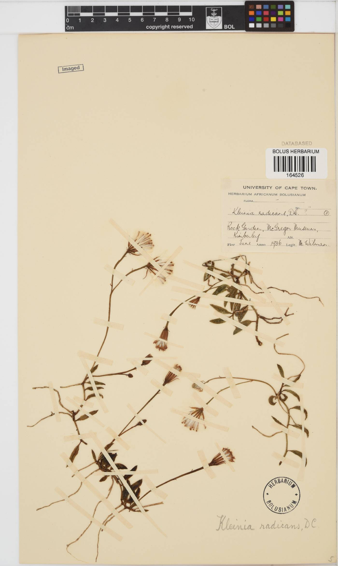 Curio radicans image