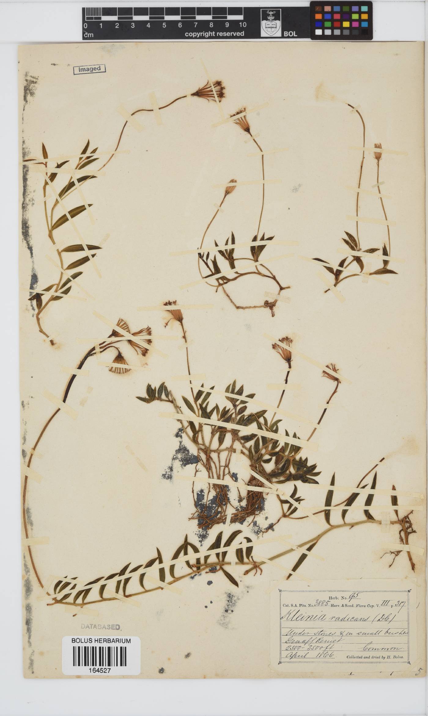 Curio radicans image