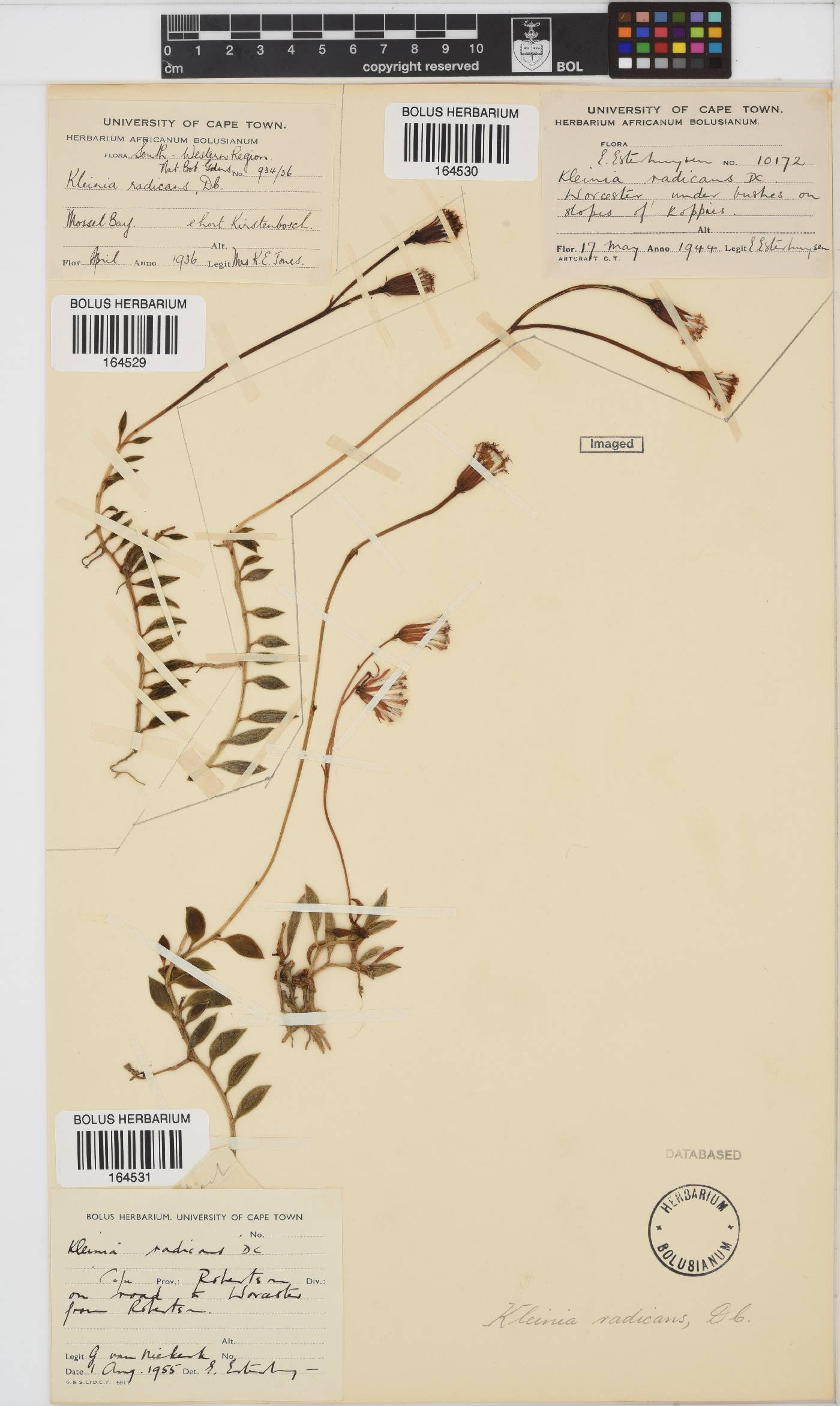 Curio radicans image