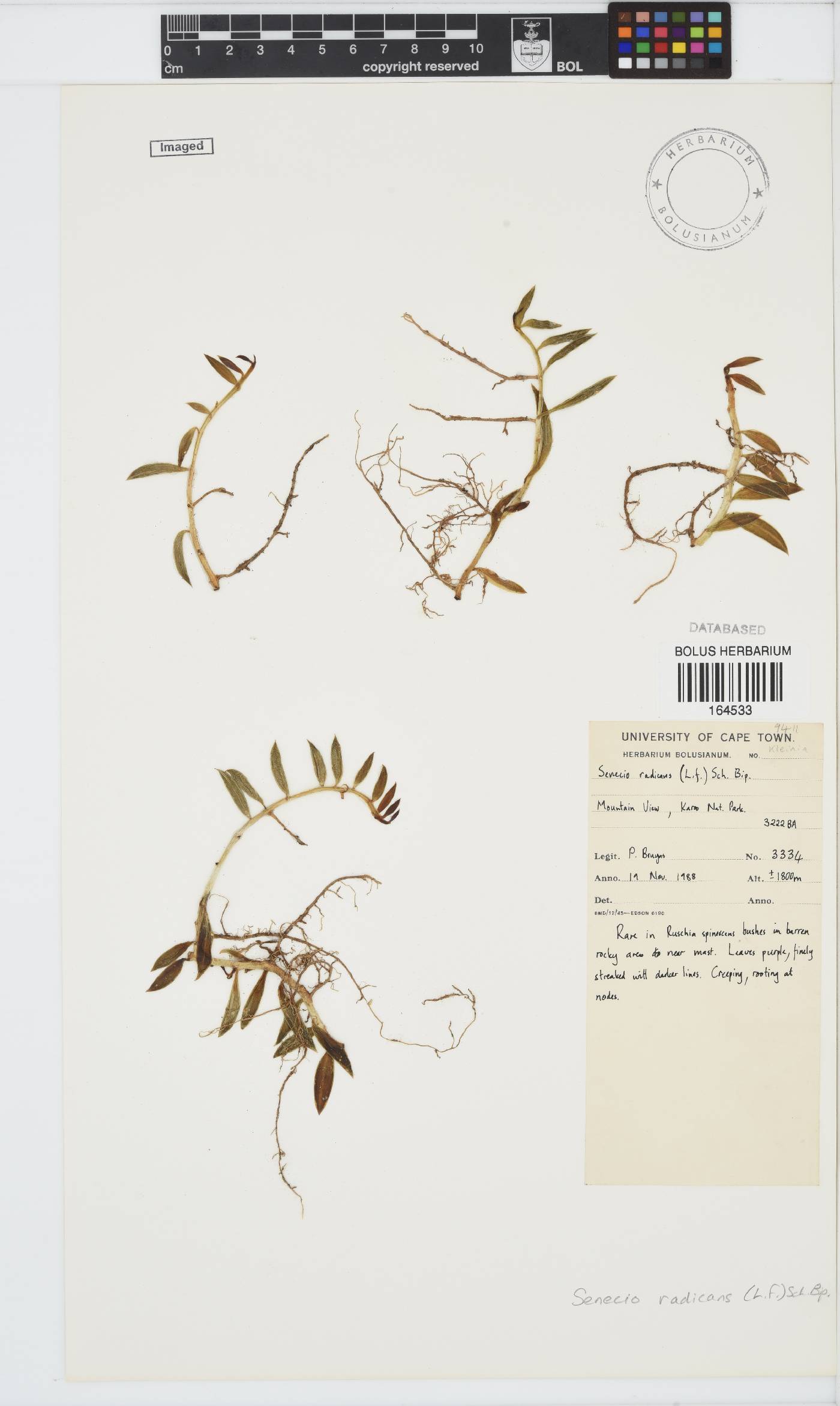 Curio radicans image