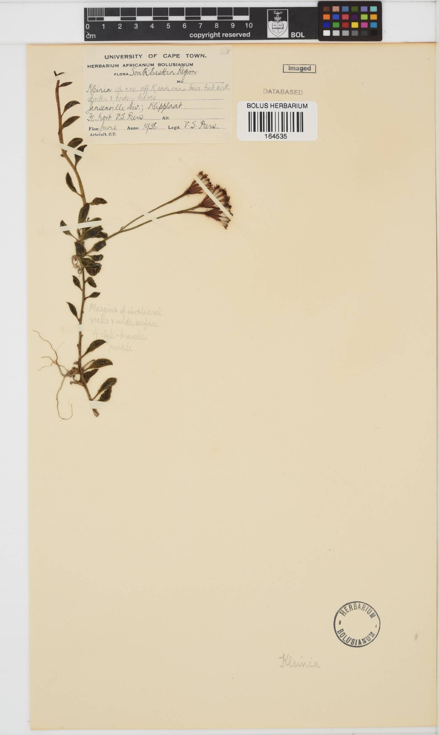 Curio radicans image