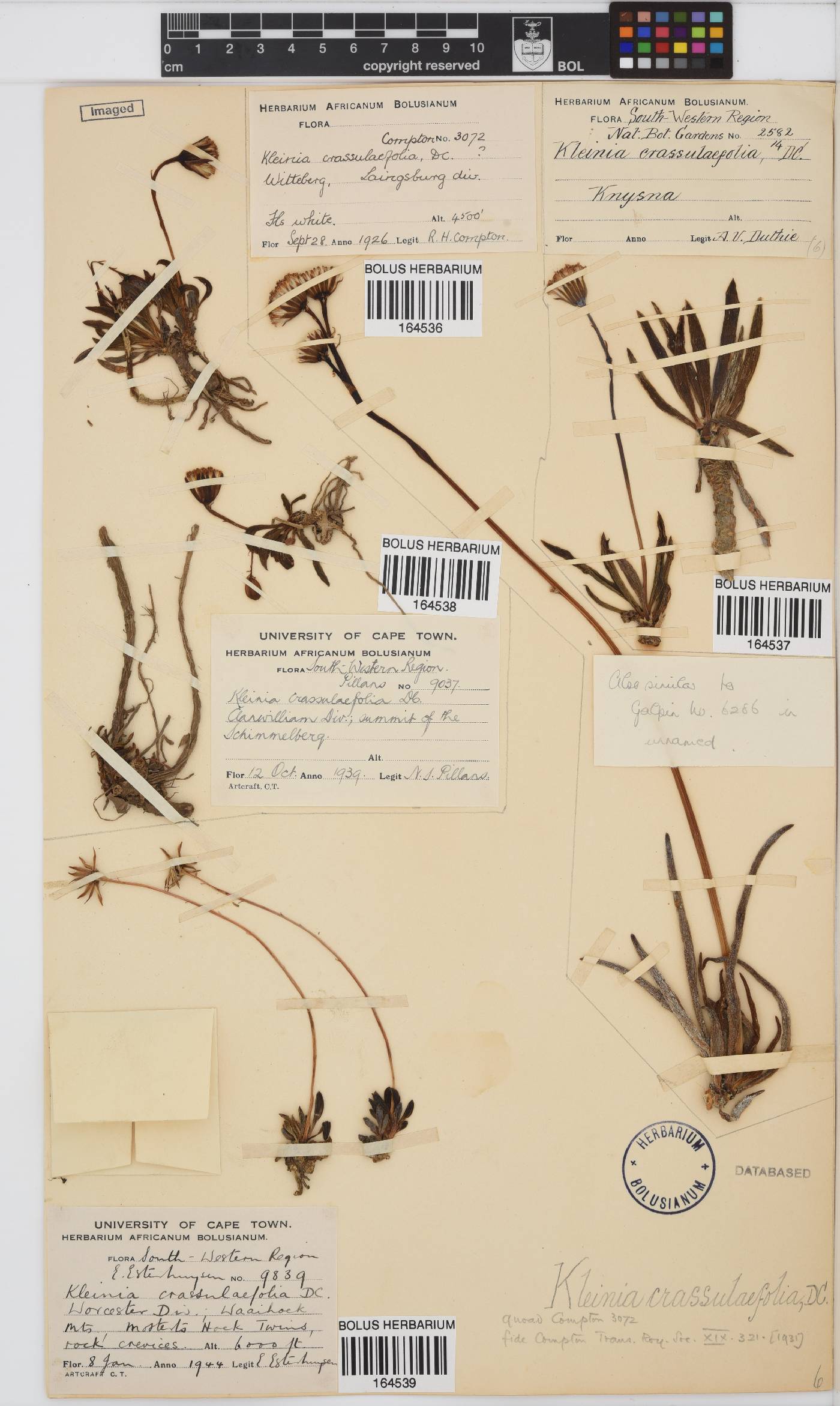 Curio crassulifolius image