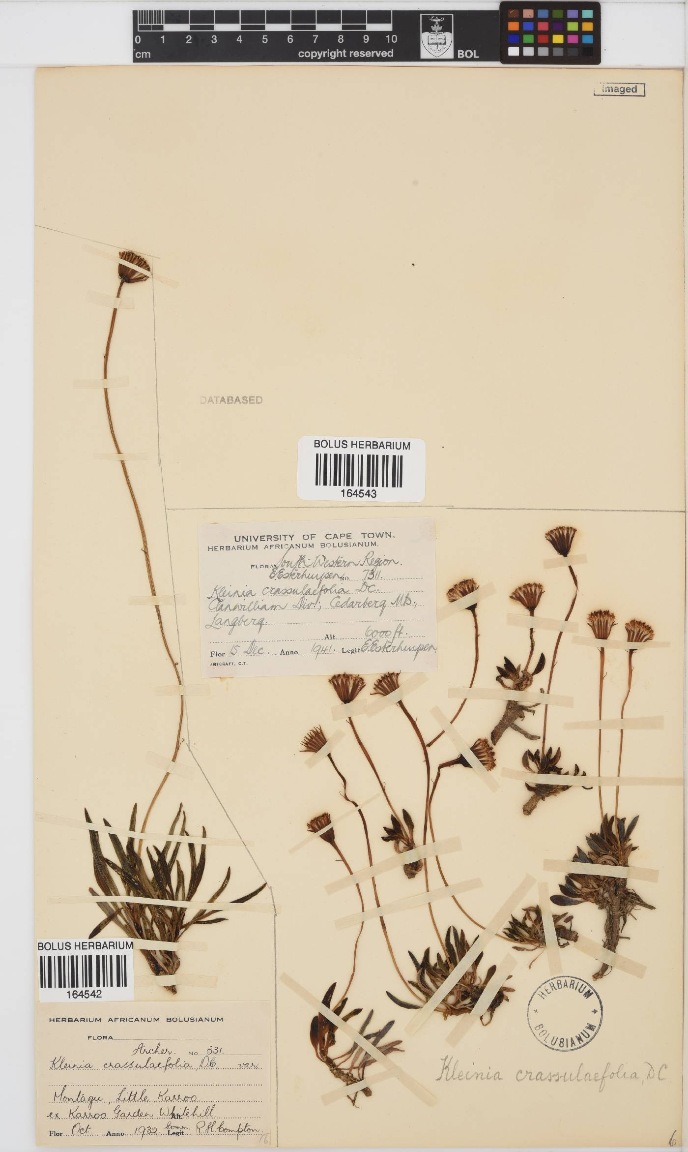 Curio image