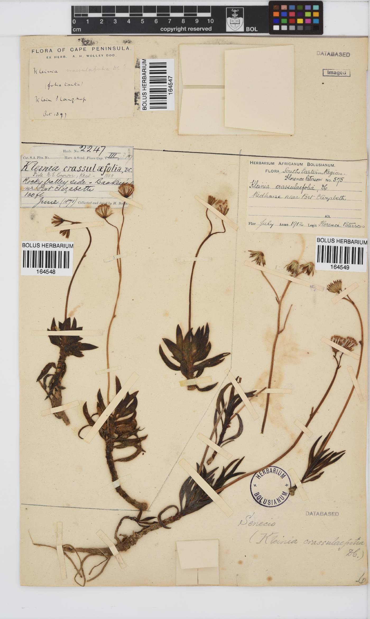 Curio crassulifolius image