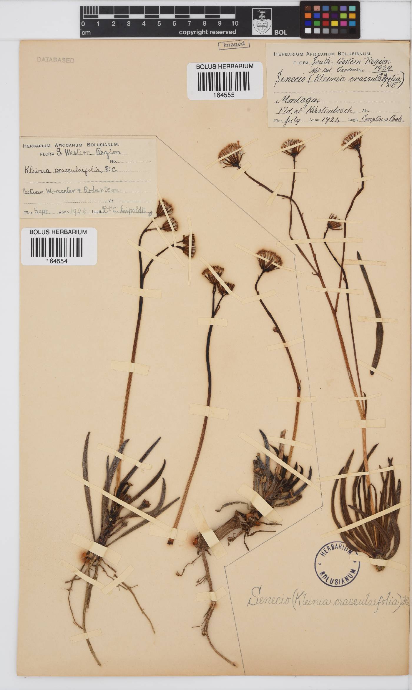 Curio crassulifolius image