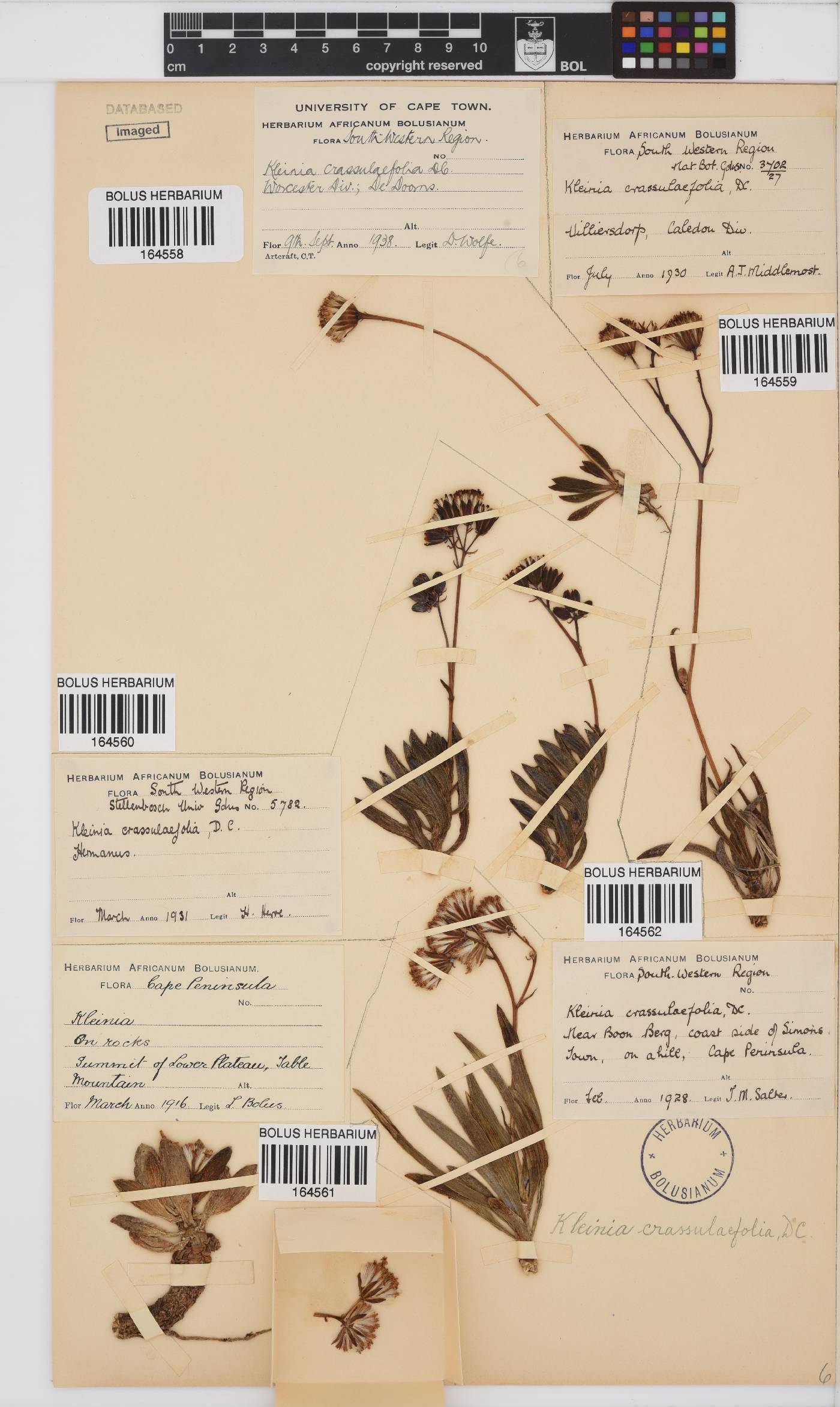 Curio crassulifolius image