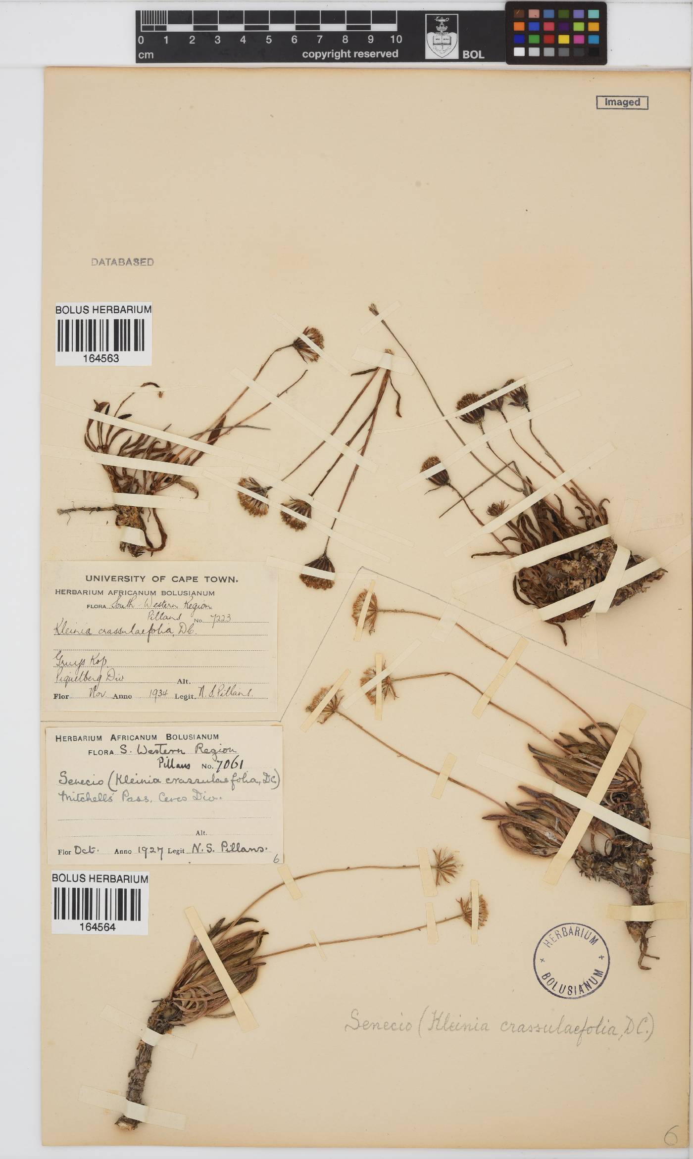 Curio crassulifolius image