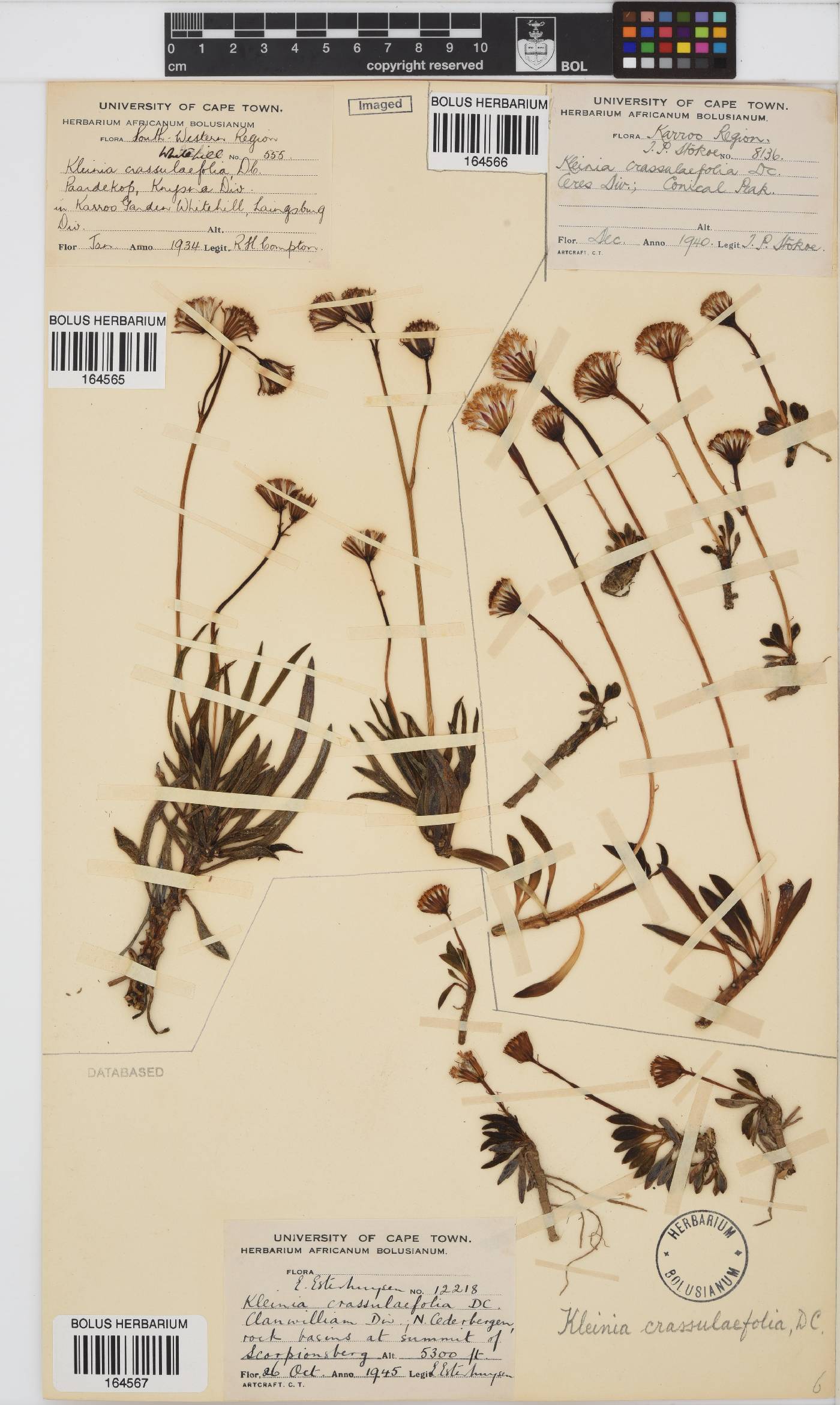 Curio crassulifolius image